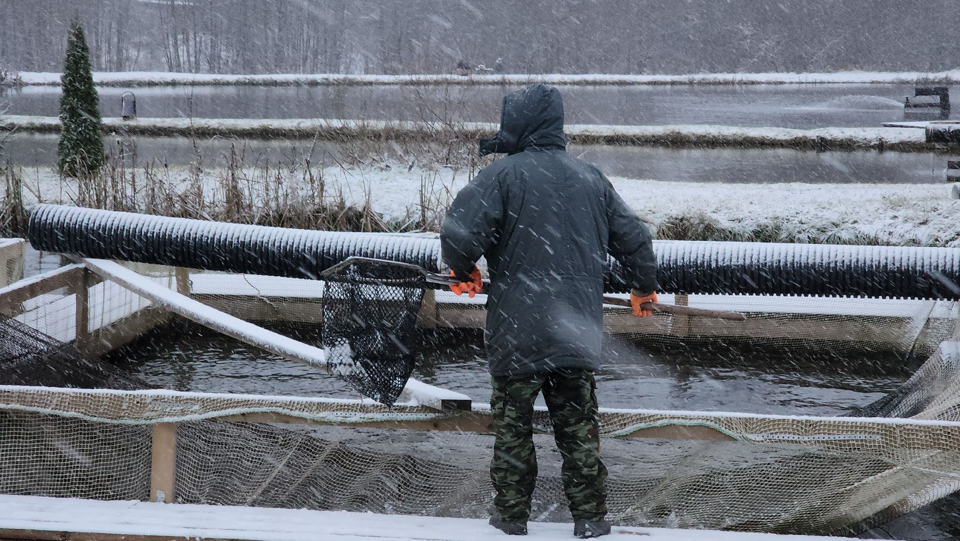 Рыба, рыбалка, платная рыбалка, Фишка, Рыболовный клуб, Руза, рузский городской округ,