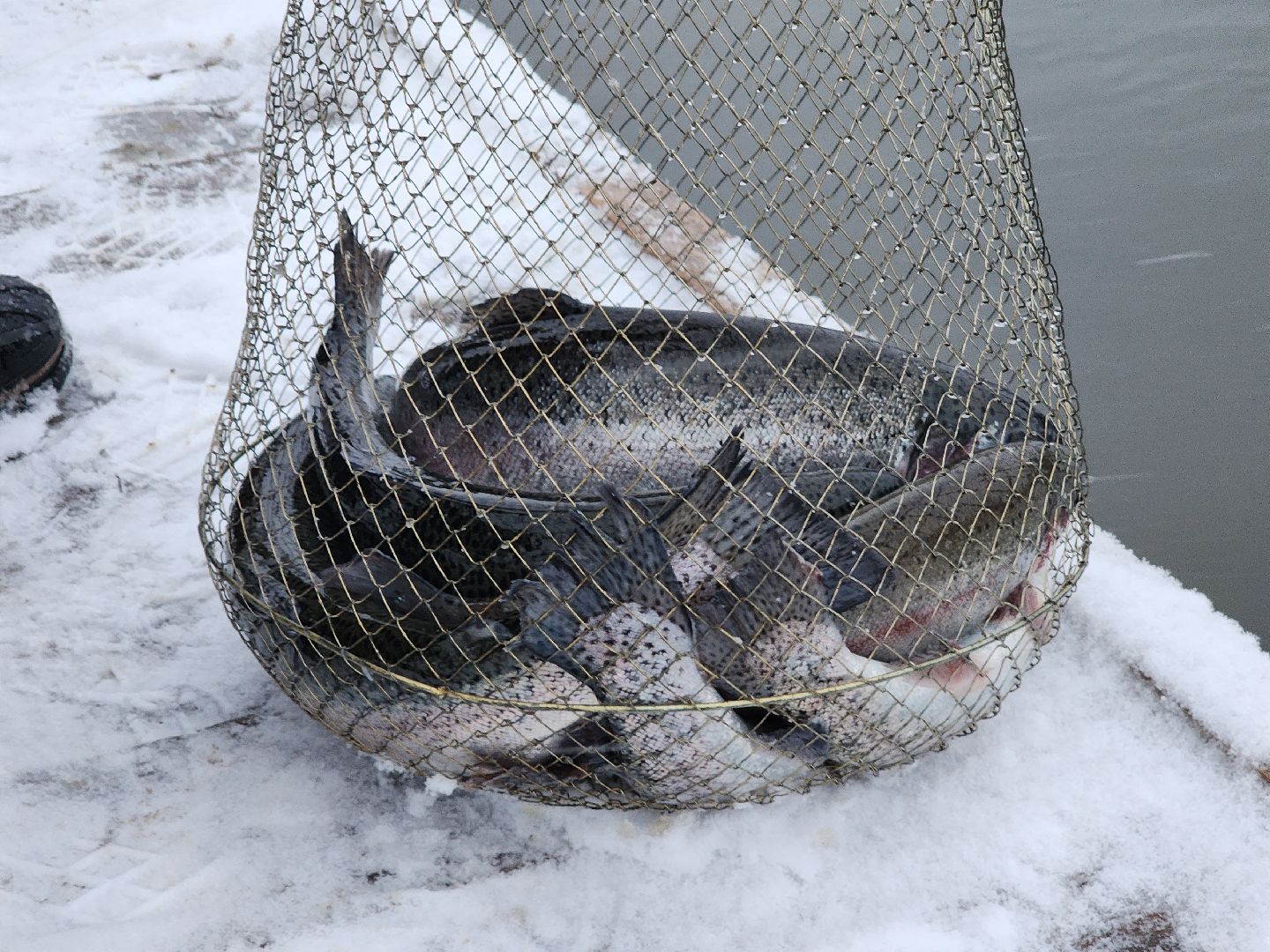 Рыба, рыбалка, платная рыбалка, Фишка, Рыболовный клуб, Руза, рузский городской округ,