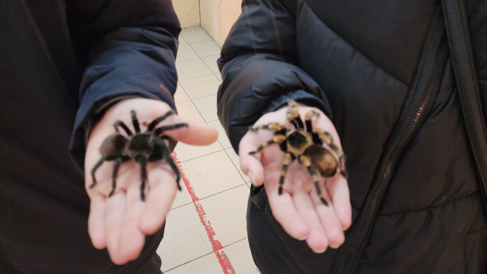 Звенигород, Общество, Выставка пауков и рептилий, вертикалка, вертикальное видео,