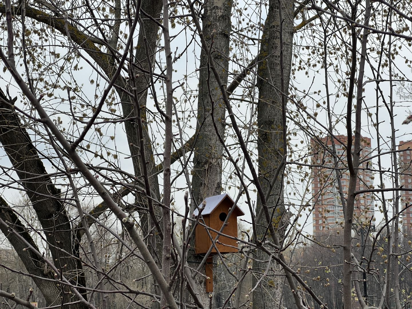 Химки, Эко-Берег, экология, скворечник