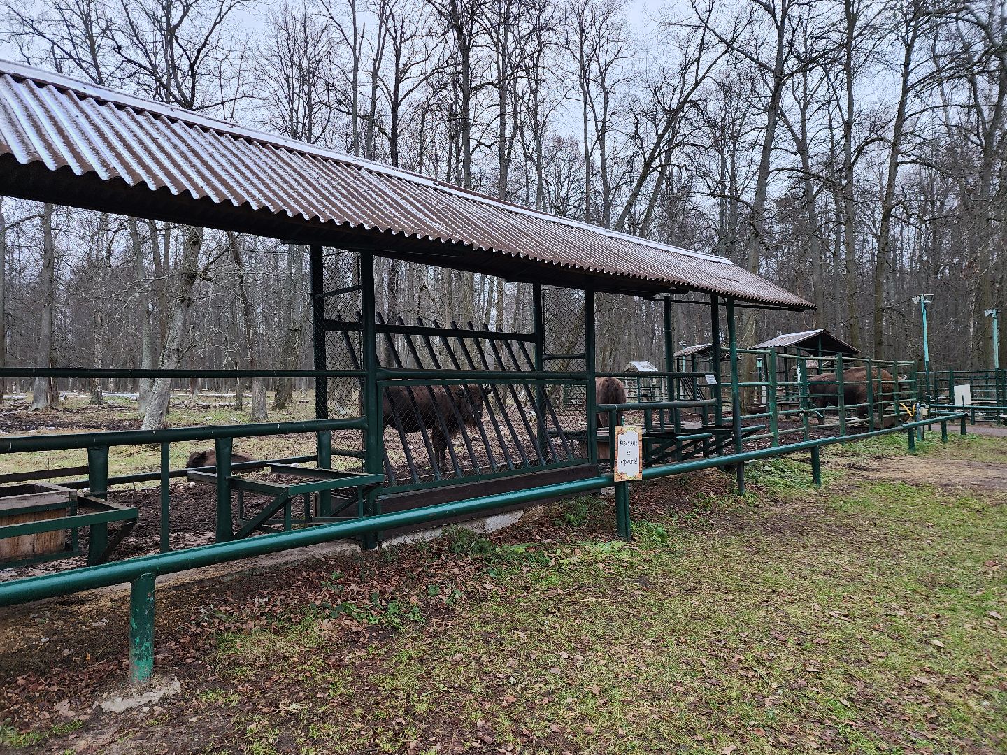 серпухов, подмосковье, зубры, приокско-террасный заповедник, 13 зубров,