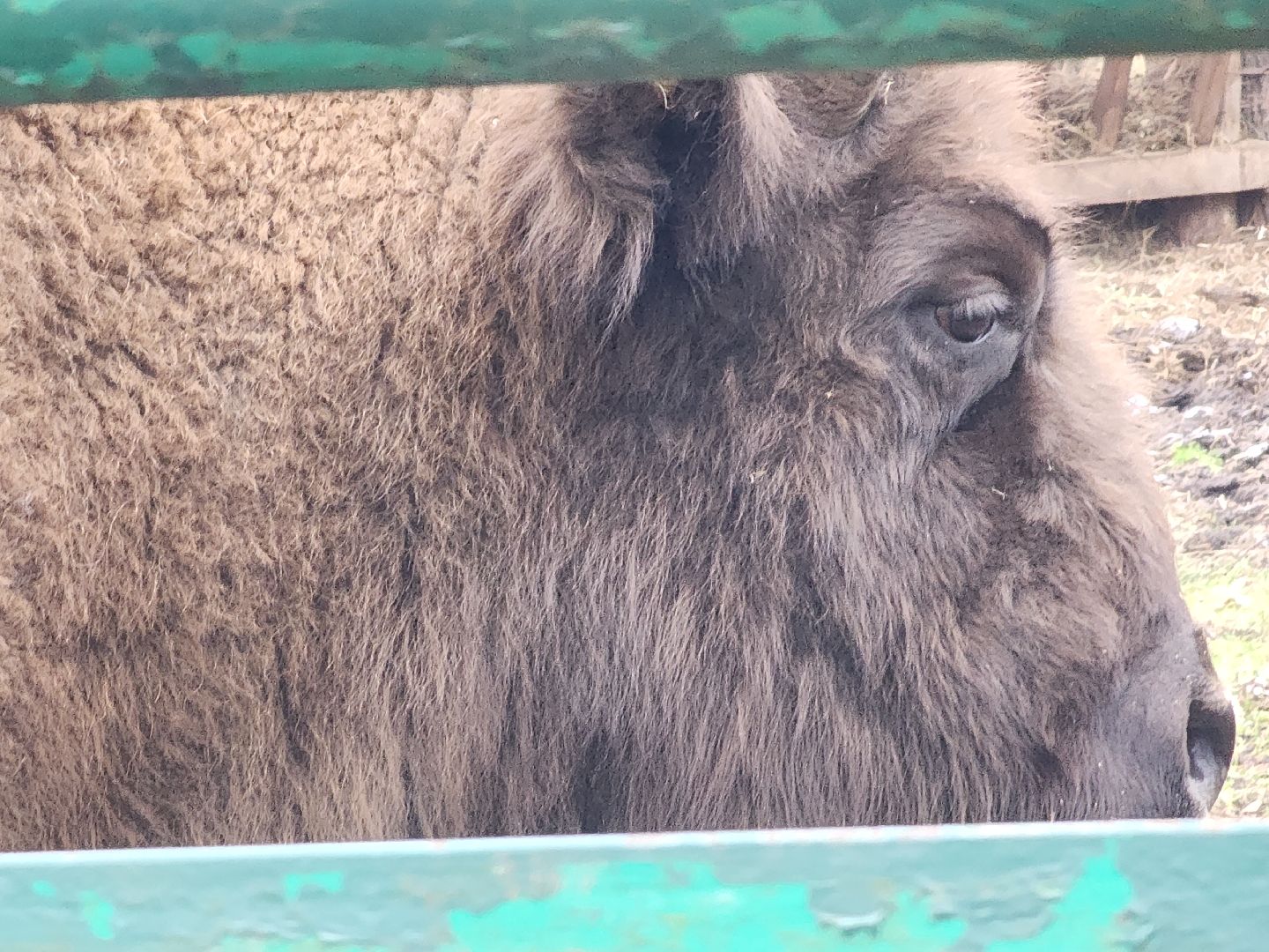 серпухов, подмосковье, зубры, приокско-террасный заповедник, 13 зубров,