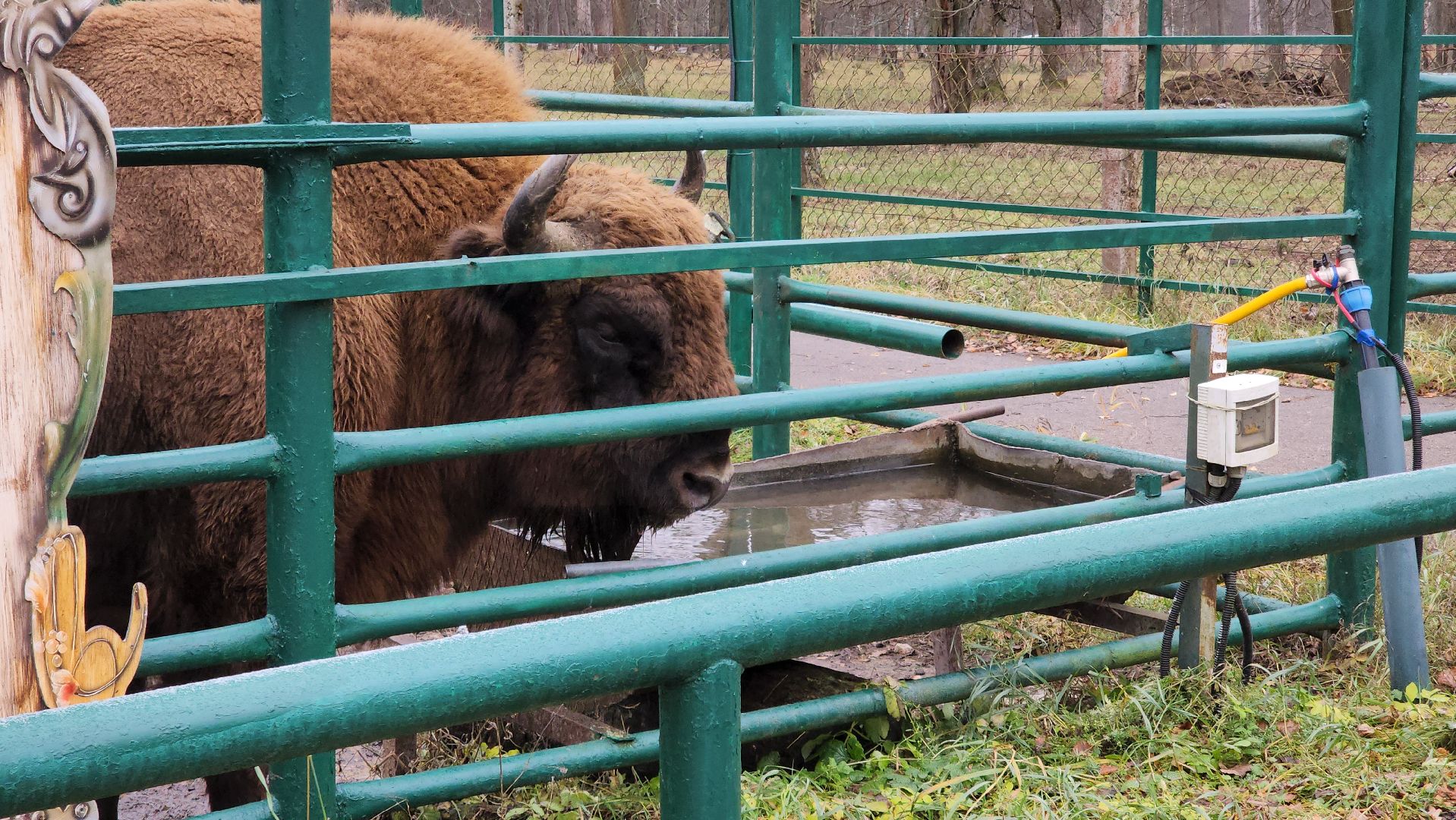 серпухов, подмосковье, зубры, приокско-террасный заповедник, 13 зубров,