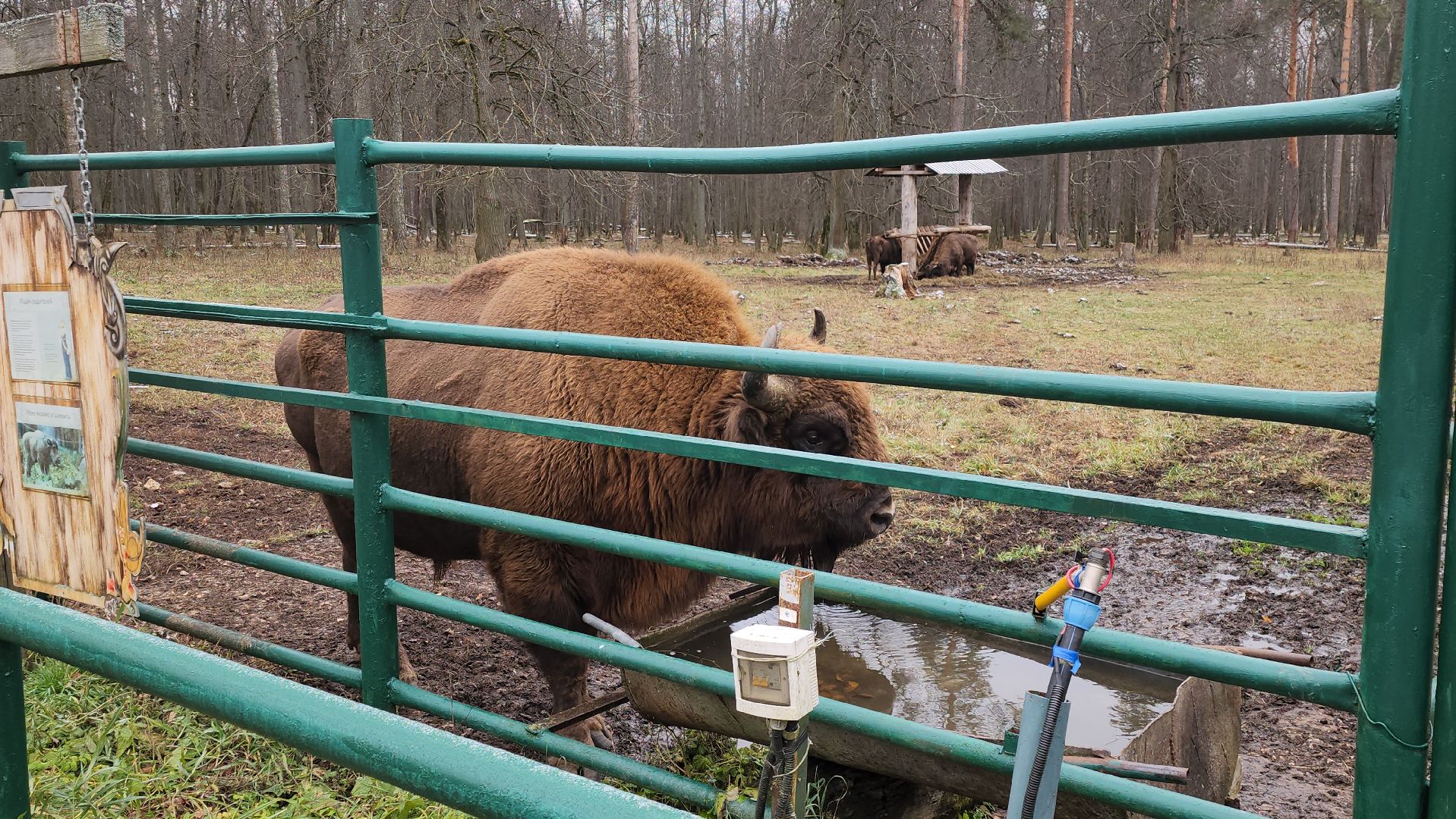 серпухов, подмосковье, зубры, приокско-террасный заповедник, 13 зубров,