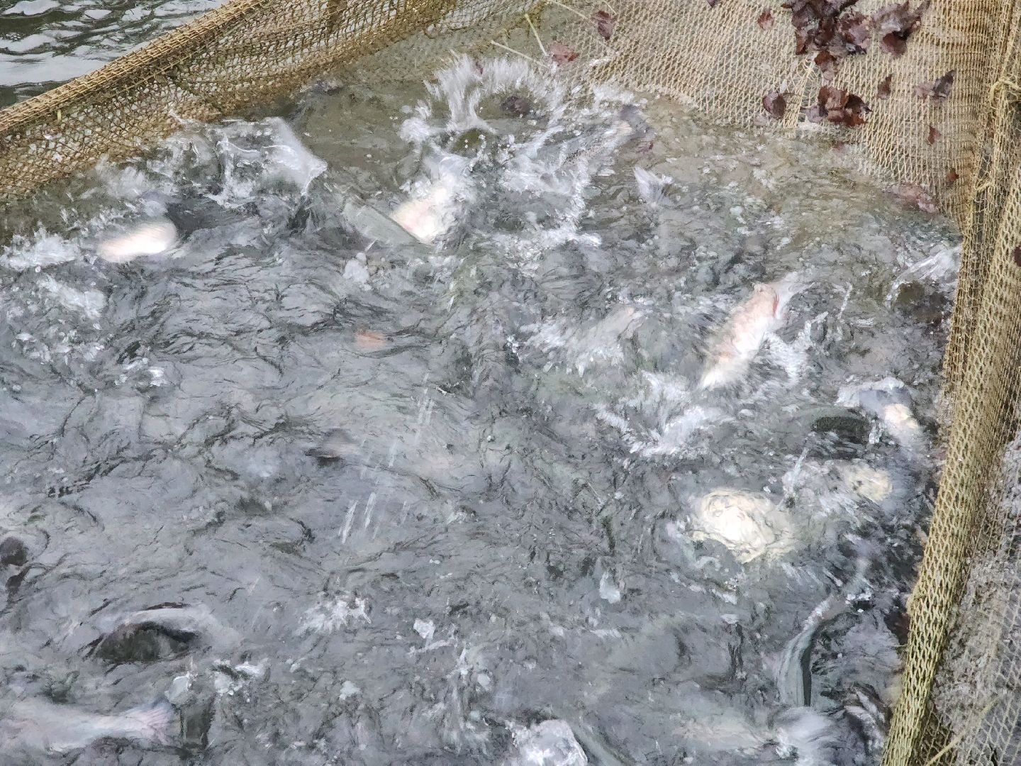 Аксено-Бутырки, жители, общество, котики, рыбалка, платная рыбалка, форель, зимняя рыбалка, вертикалки