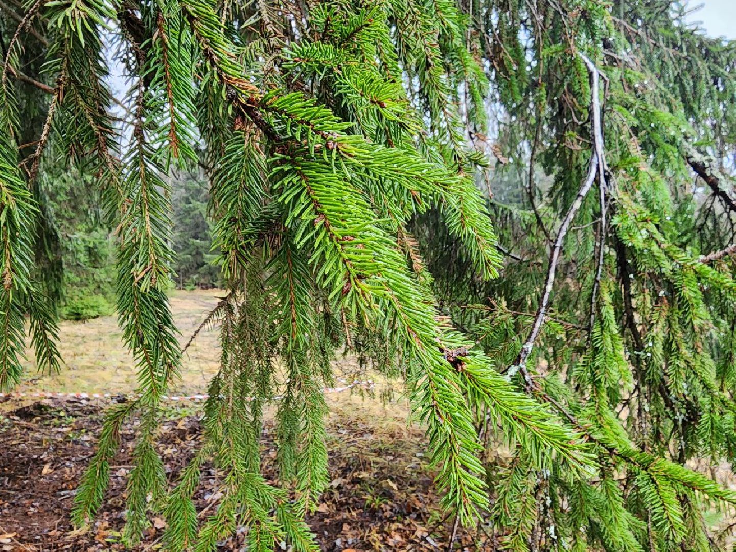 можайск, можайский городско округ, подмосковье, ель, кремлевская ель, главное новогодняя ель страны, новый год, ель из можайска, ель из подмосковья, бородинское лесничество,