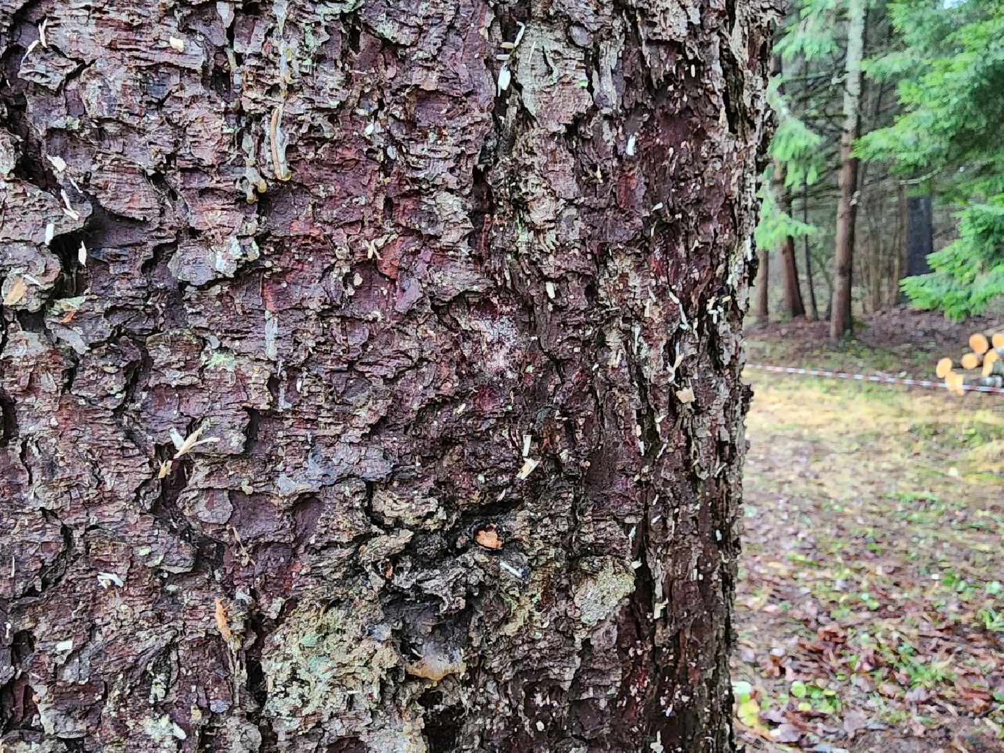 можайск, можайский городско округ, подмосковье, ель, кремлевская ель, главное новогодняя ель страны, новый год, ель из можайска, ель из подмосковья, бородинское лесничество,