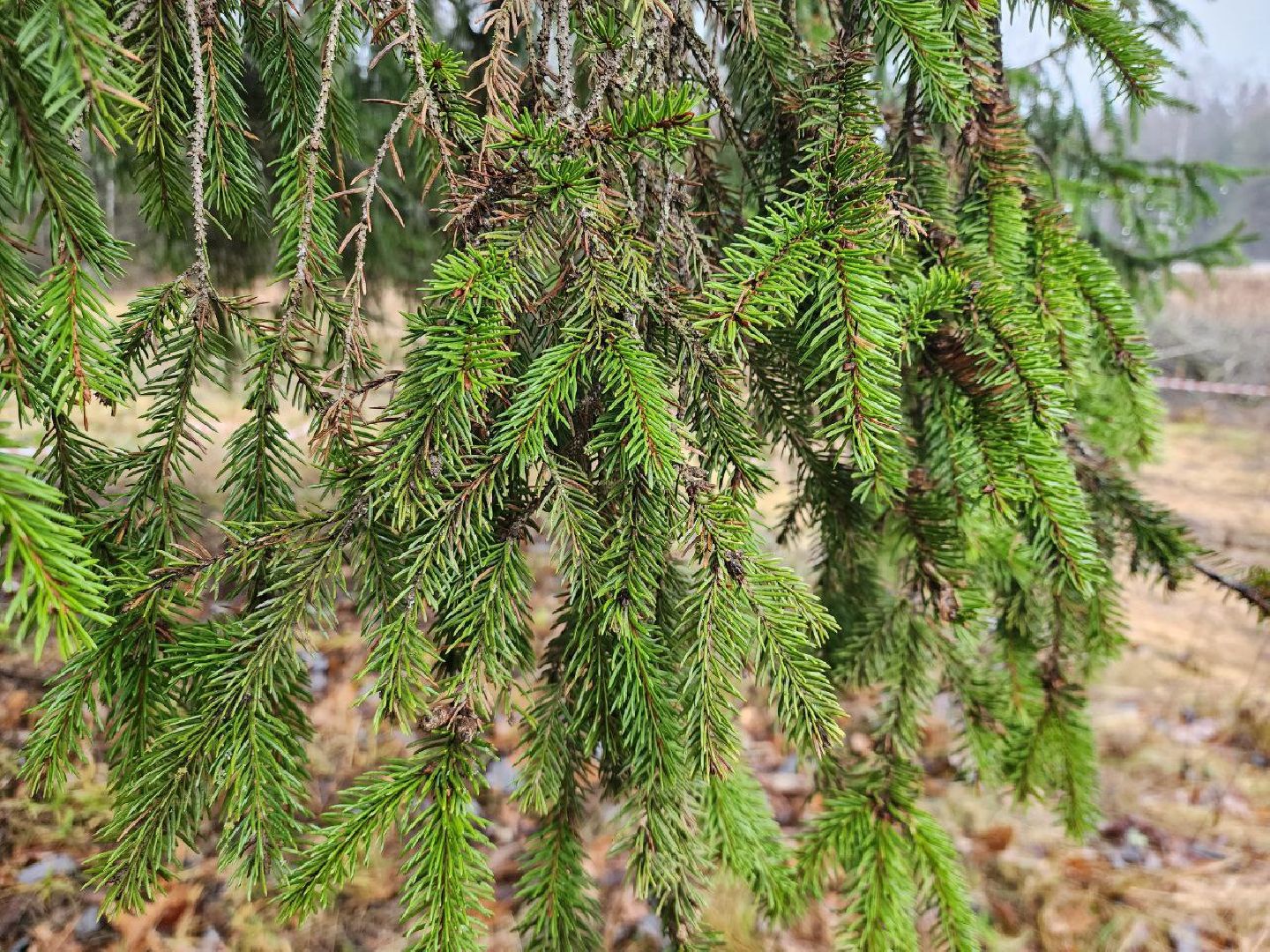 можайск, можайский городско округ, подмосковье, ель, кремлевская ель, главное новогодняя ель страны, новый год, ель из можайска, ель из подмосковья, бородинское лесничество,