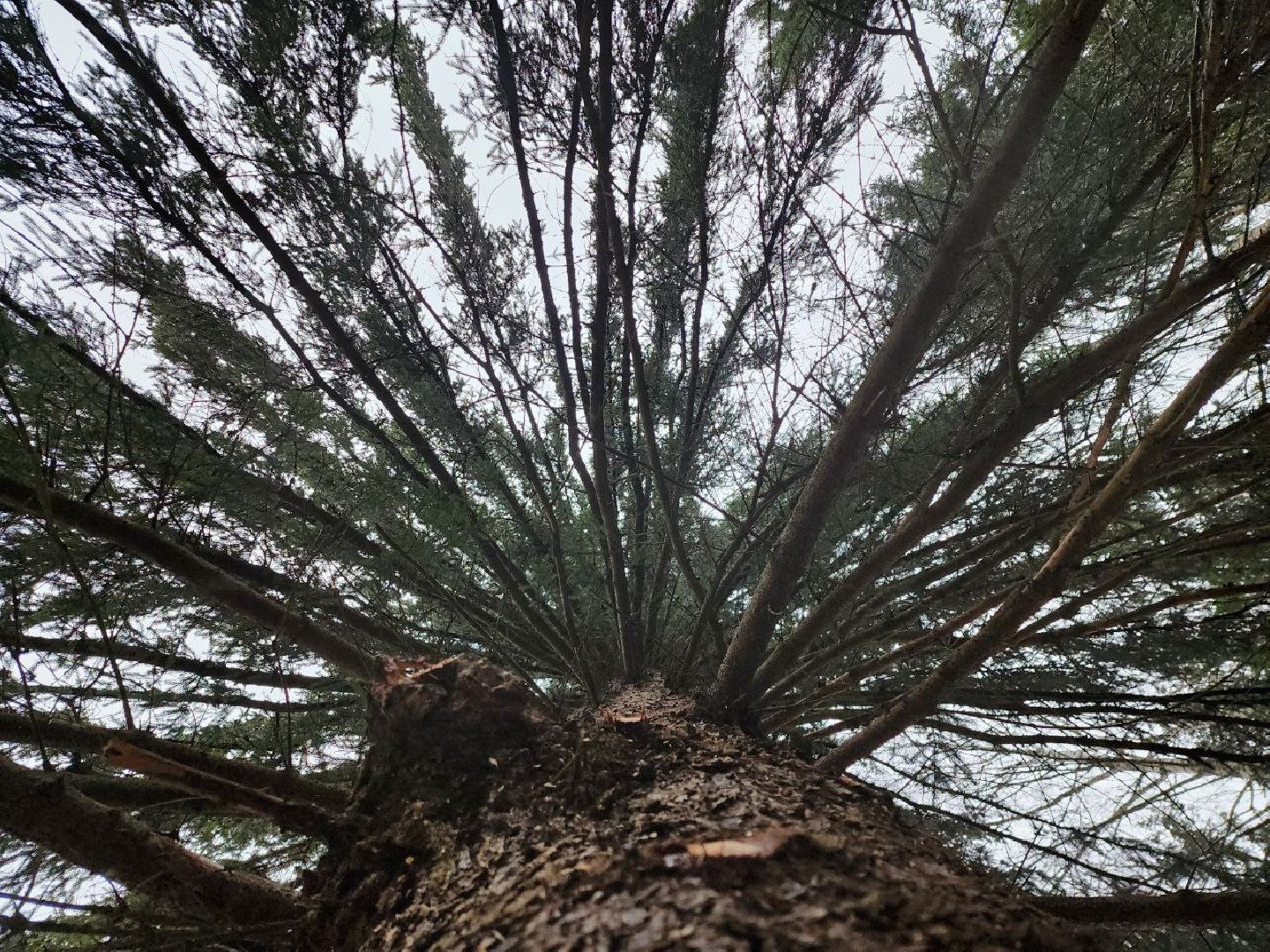 можайск, можайский городско округ, подмосковье, ель, кремлевская ель, главное новогодняя ель страны, новый год, ель из можайска, ель из подмосковья, бородинское лесничество,