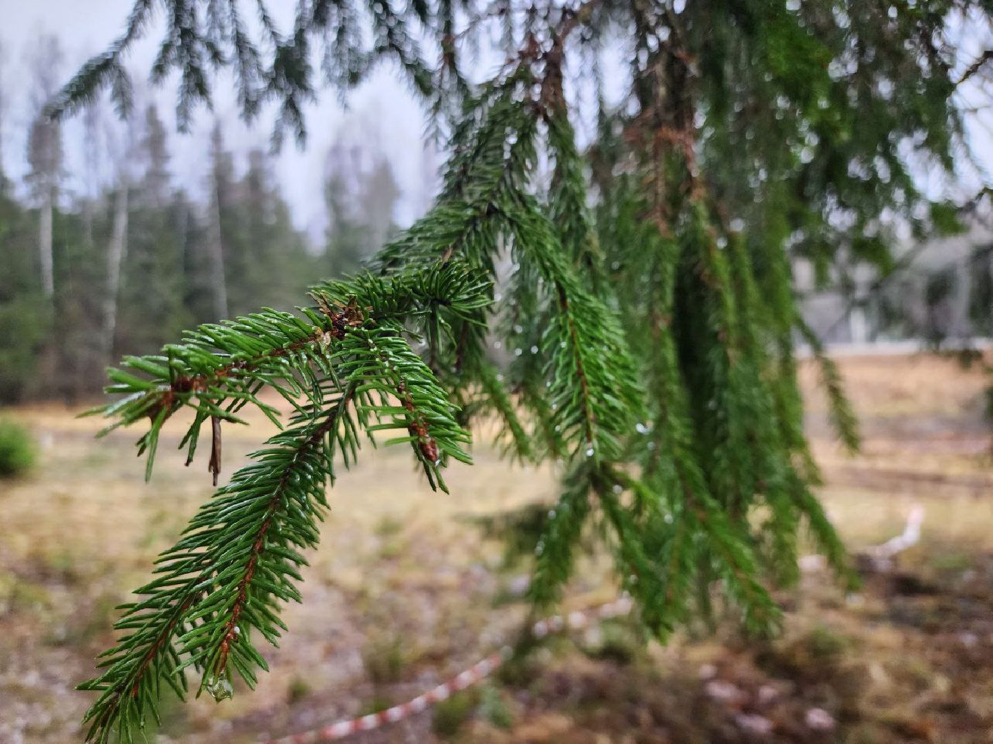 можайск, можайский городско округ, подмосковье, ель, кремлевская ель, главное новогодняя ель страны, новый год, ель из можайска, ель из подмосковья, бородинское лесничество,