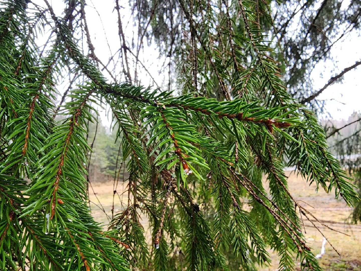 можайск, можайский городско округ, подмосковье, ель, кремлевская ель, главное новогодняя ель страны, новый год, ель из можайска, ель из подмосковья, бородинское лесничество,