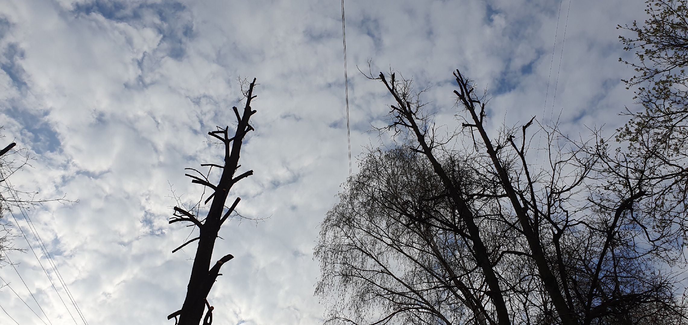 благоустройство, безопасность, обрезка крон, Дзержинский