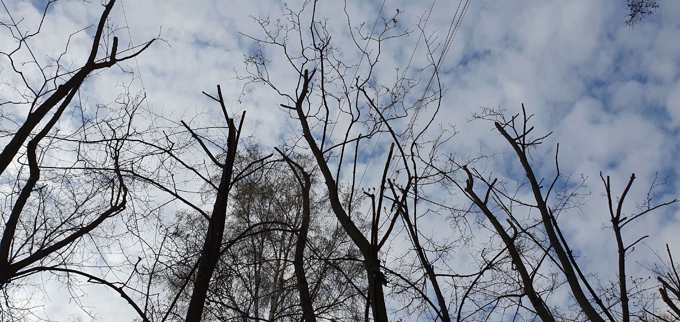 благоустройство, безопасность, обрезка крон, Дзержинский