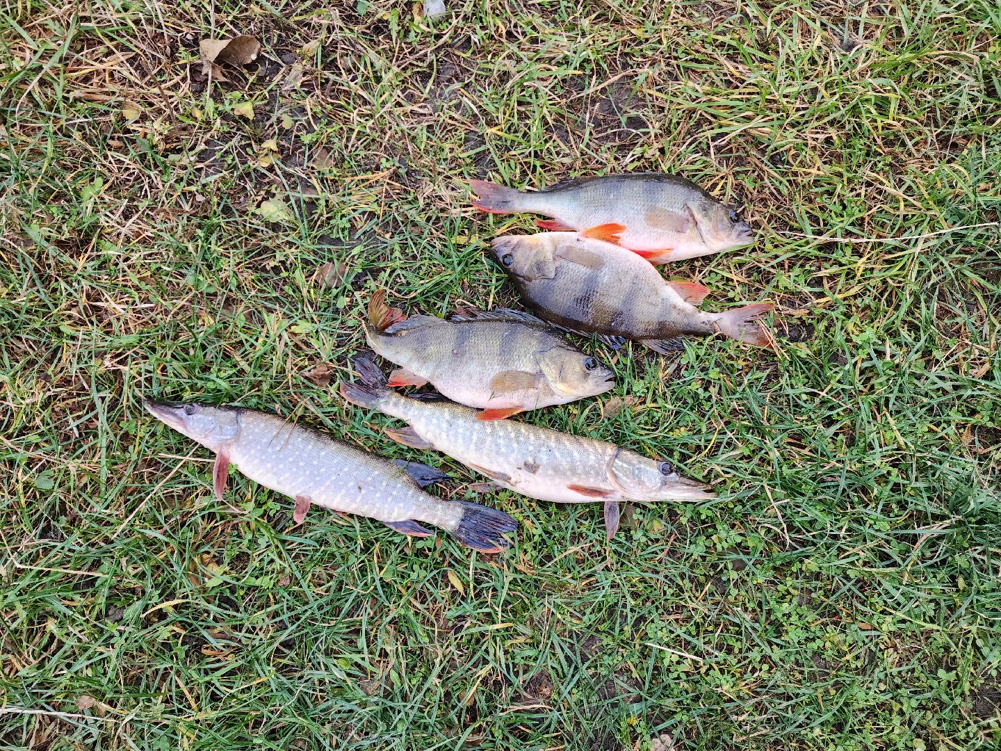 раменское, туризм, платная рыбалка, рыболовный клуб гжелка,