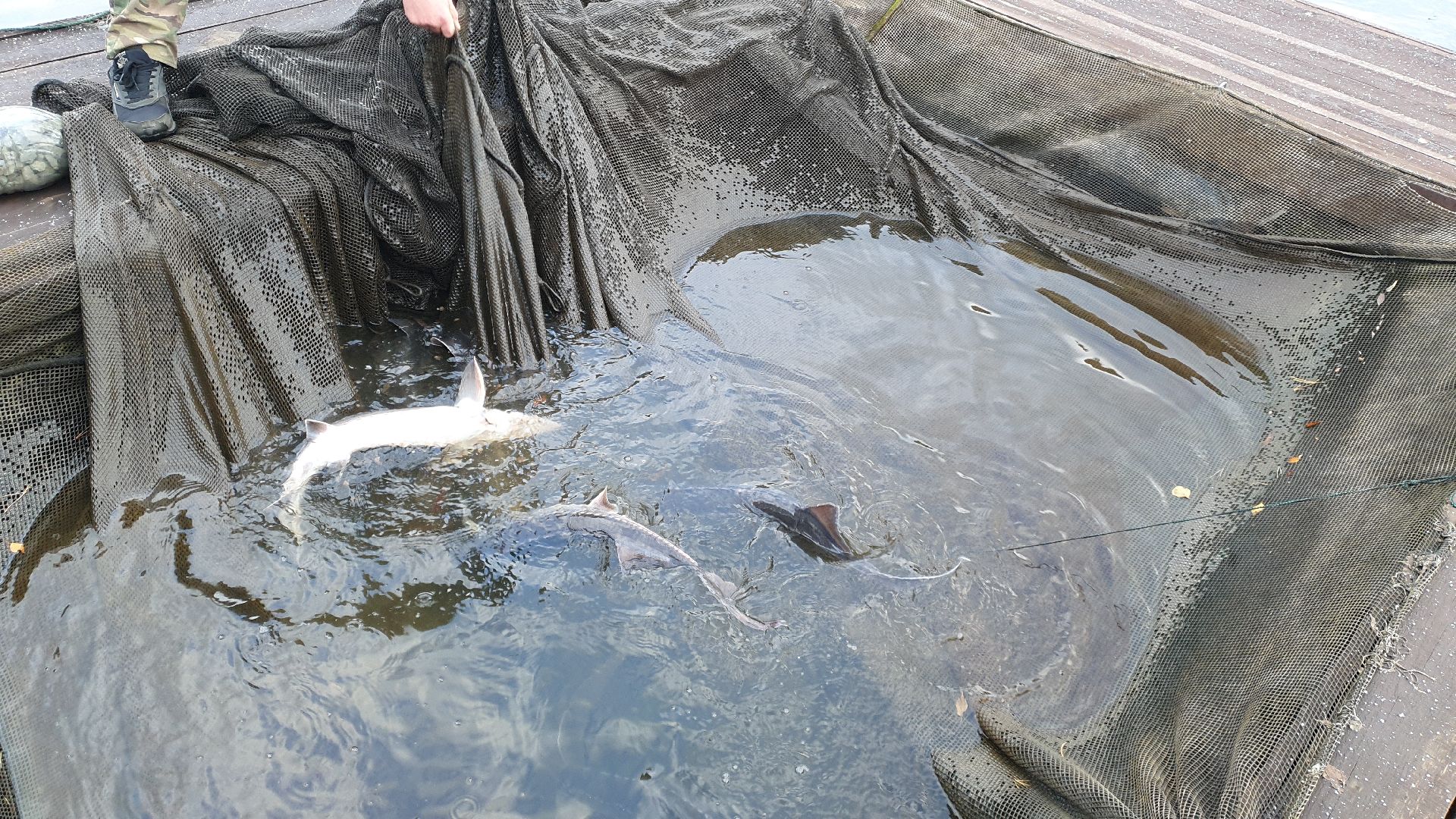 вертикалки, форель, мытищи,