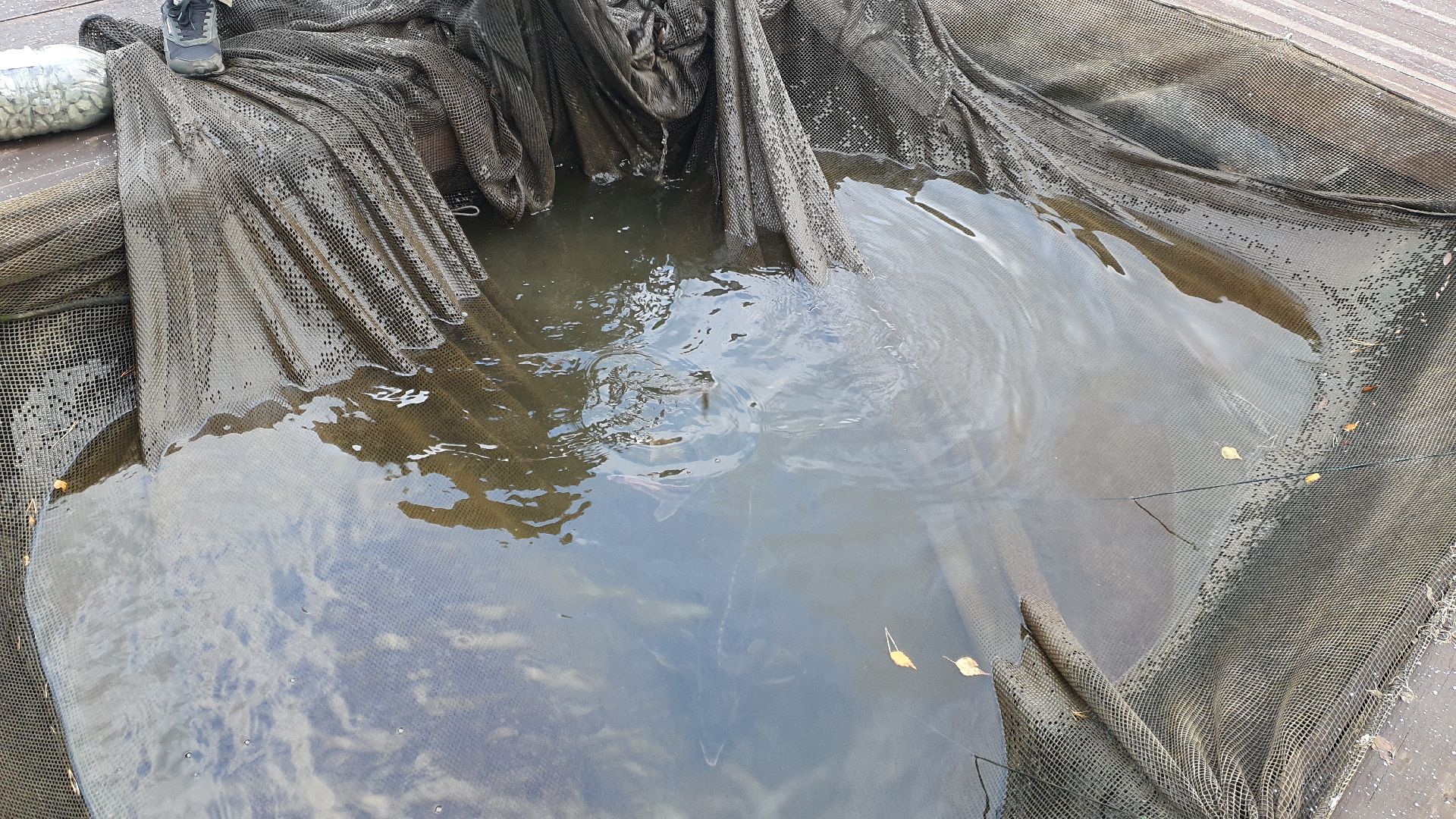 вертикалки, форель, мытищи,