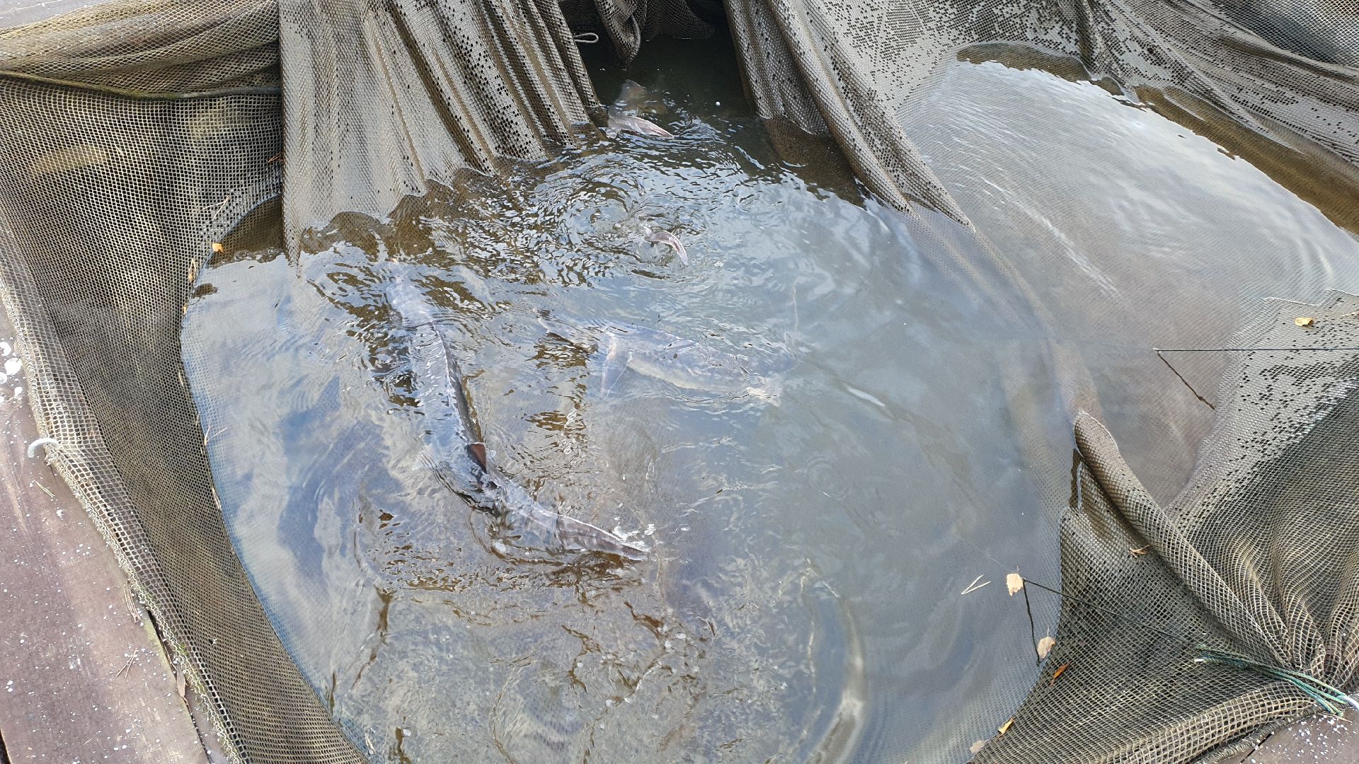 вертикалки, форель, мытищи,