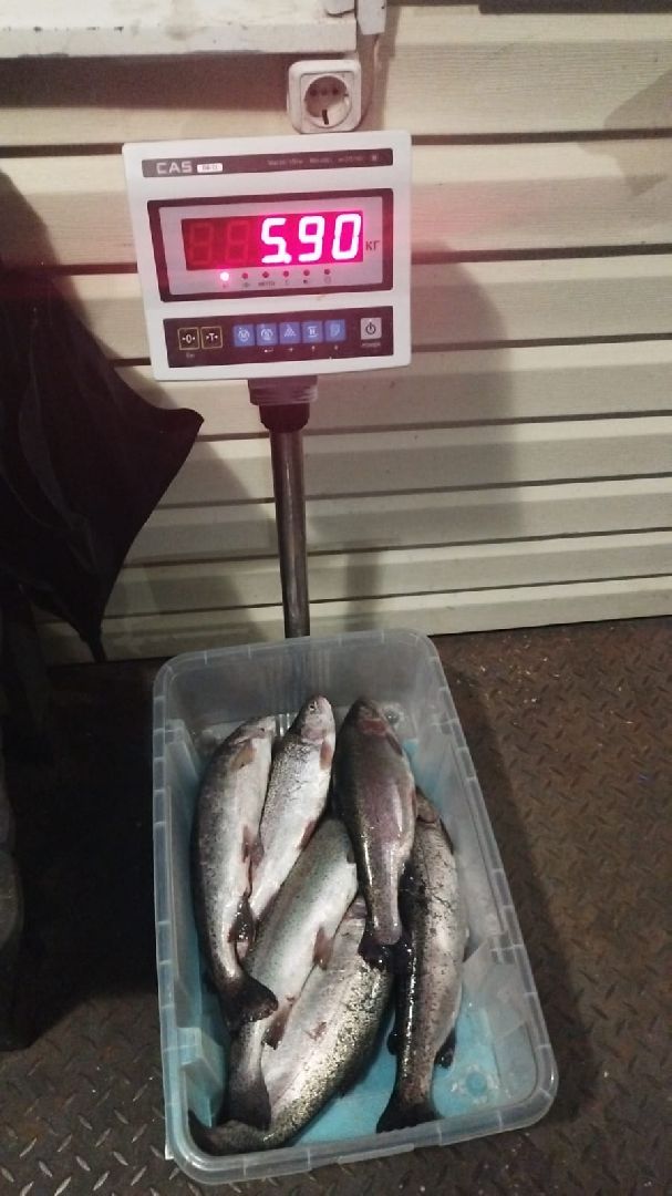 вертикалки, форель, мытищи,