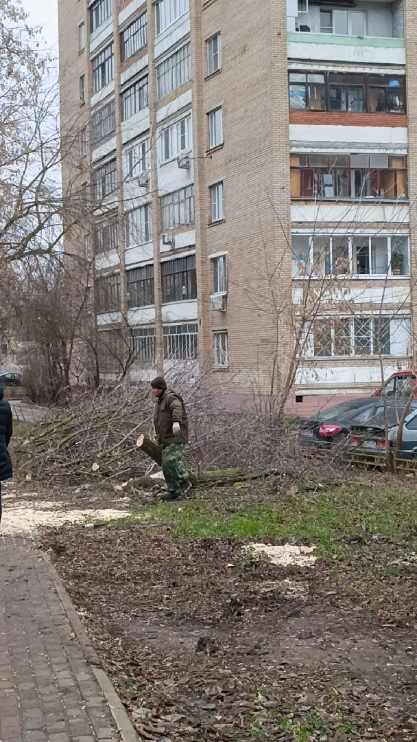 лобня, аварийные деревья, благоустройство, вертикалки,