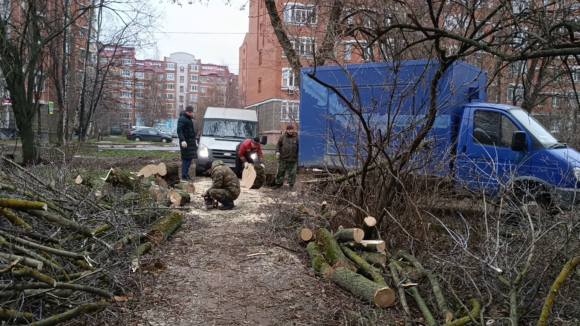 лобня, аварийные деревья, благоустройство, вертикалки,