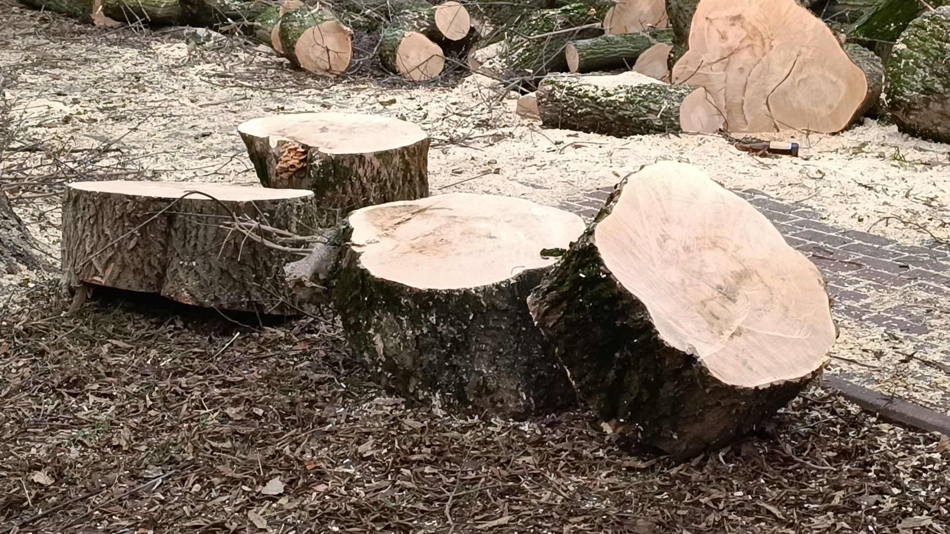 лобня, аварийные деревья, благоустройство, вертикалки,