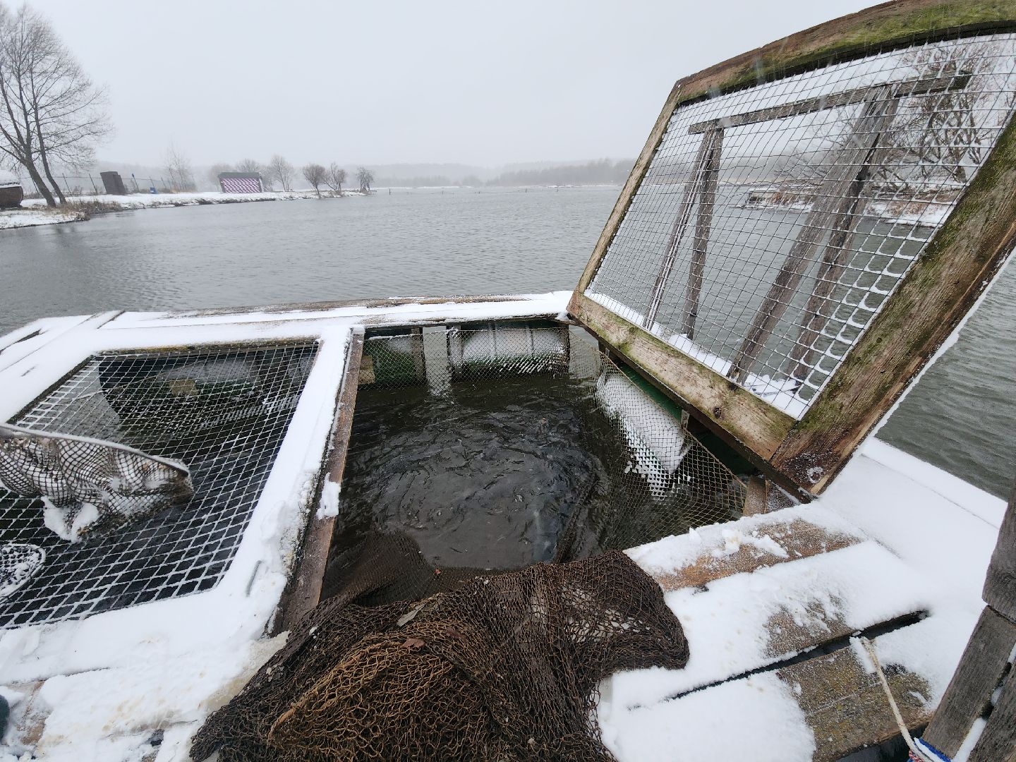 коломна, рыбалка, форель, платная рыбалка,