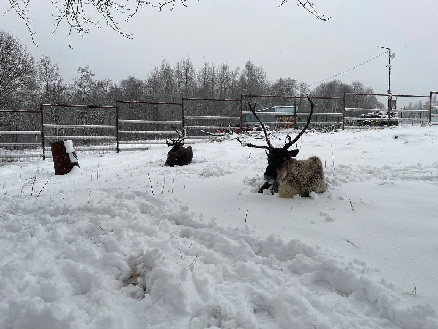 дмитров, зооферма шихово, туризм, вертикалки,