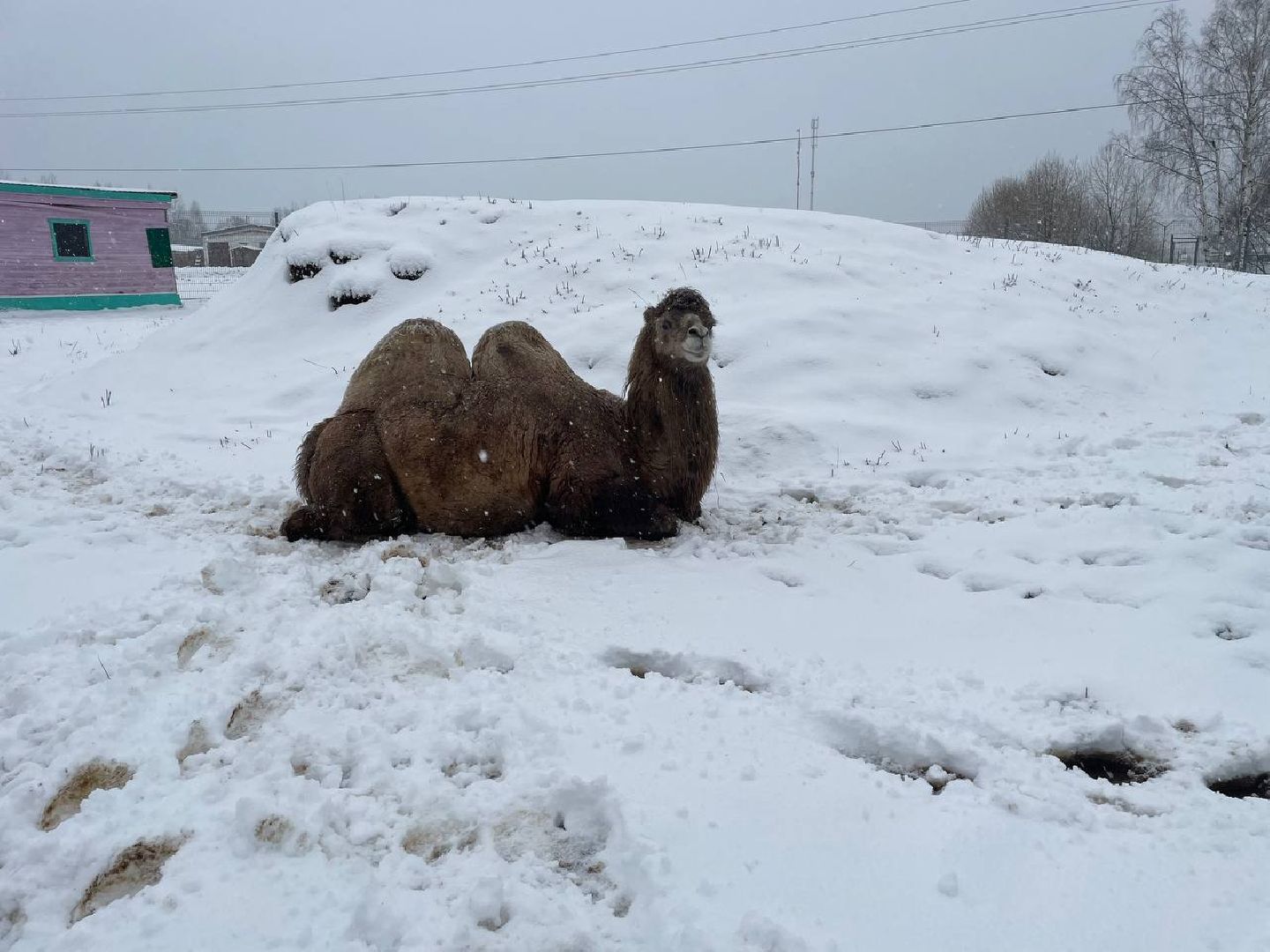 дмитров, зооферма шихово, туризм, вертикалки,