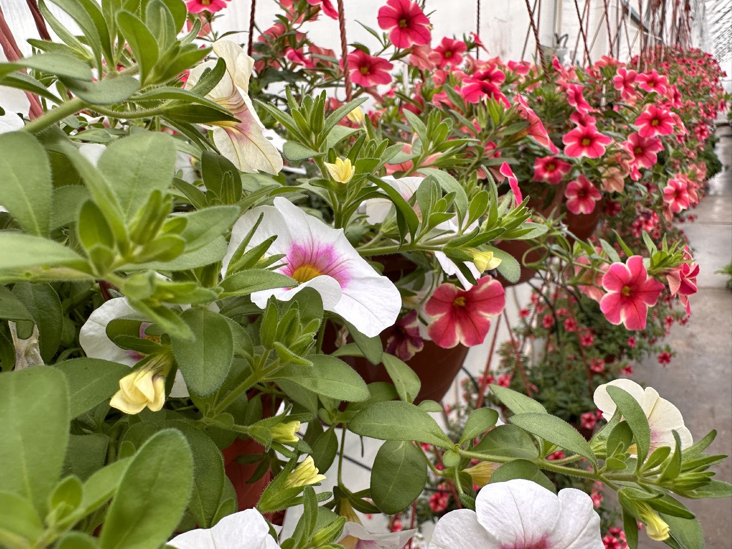 ВНИИСОК, Рассада, Одинцово, Федеральный научный центр овощеводства