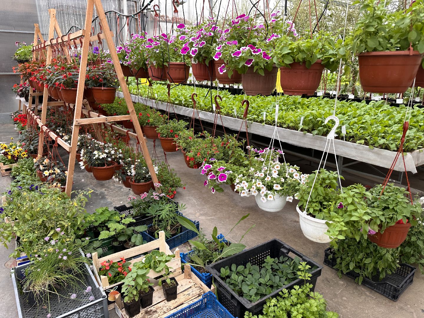 ВНИИСОК, Рассада, Одинцово, Федеральный научный центр овощеводства