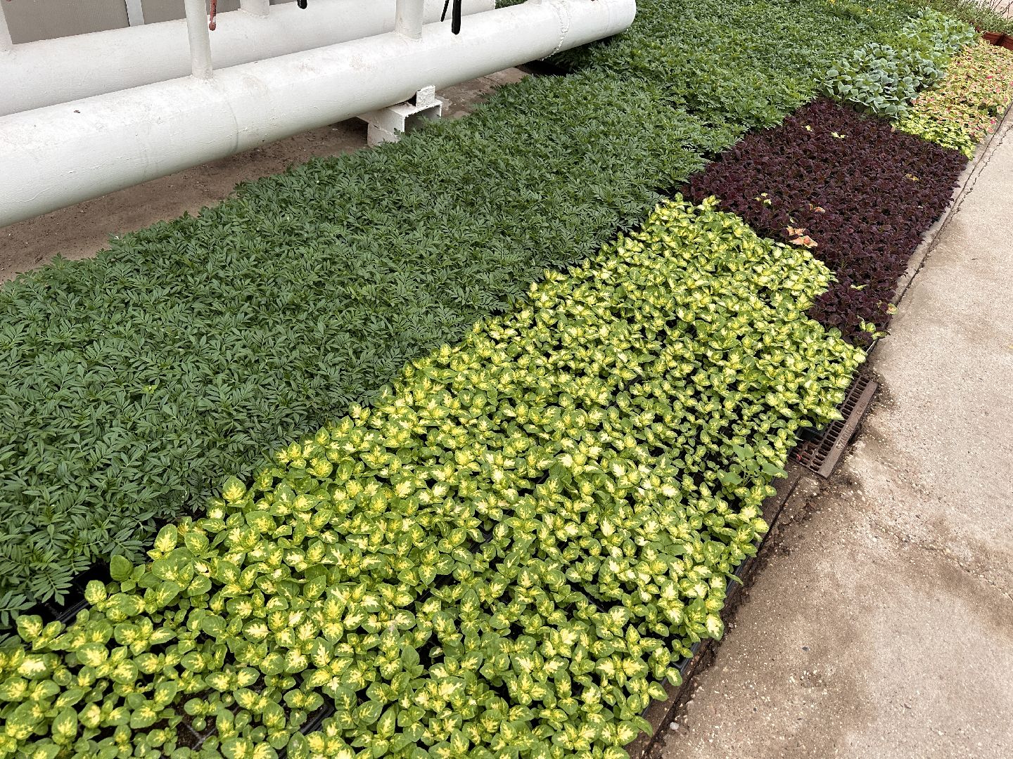 ВНИИСОК, Рассада, Одинцово, Федеральный научный центр овощеводства