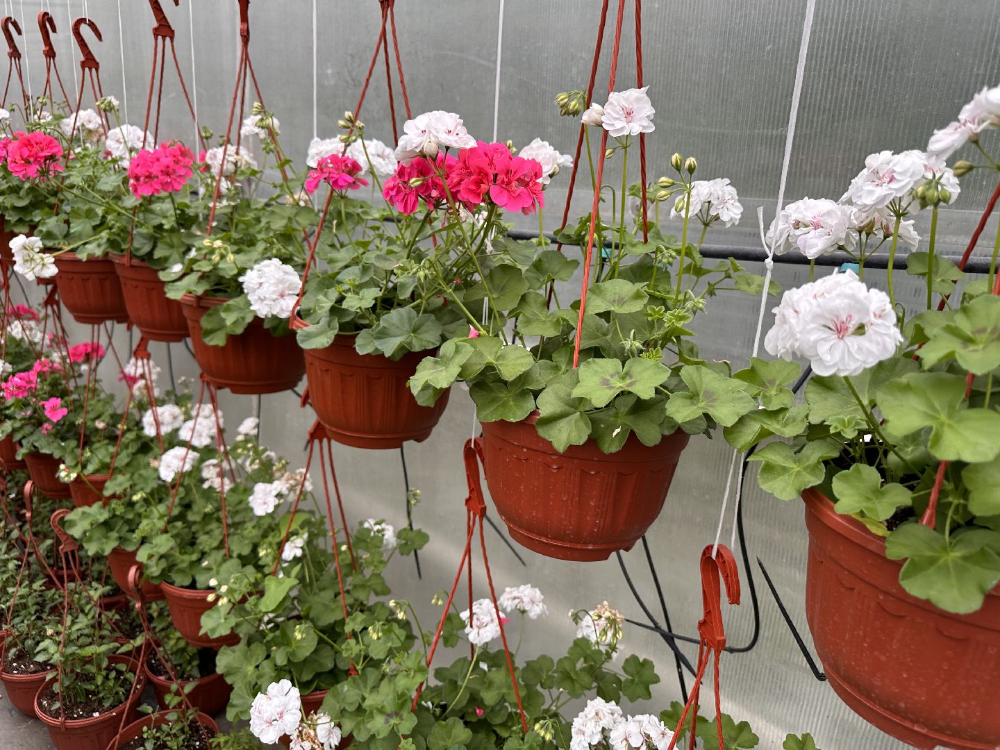 ВНИИСОК, Рассада, Одинцово, Федеральный научный центр овощеводства