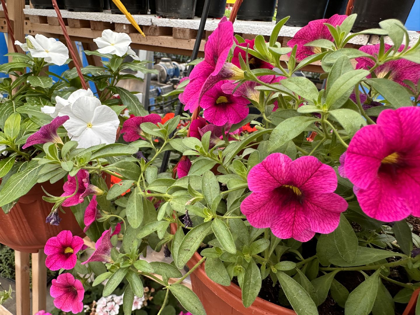 ВНИИСОК, Рассада, Одинцово, Федеральный научный центр овощеводства