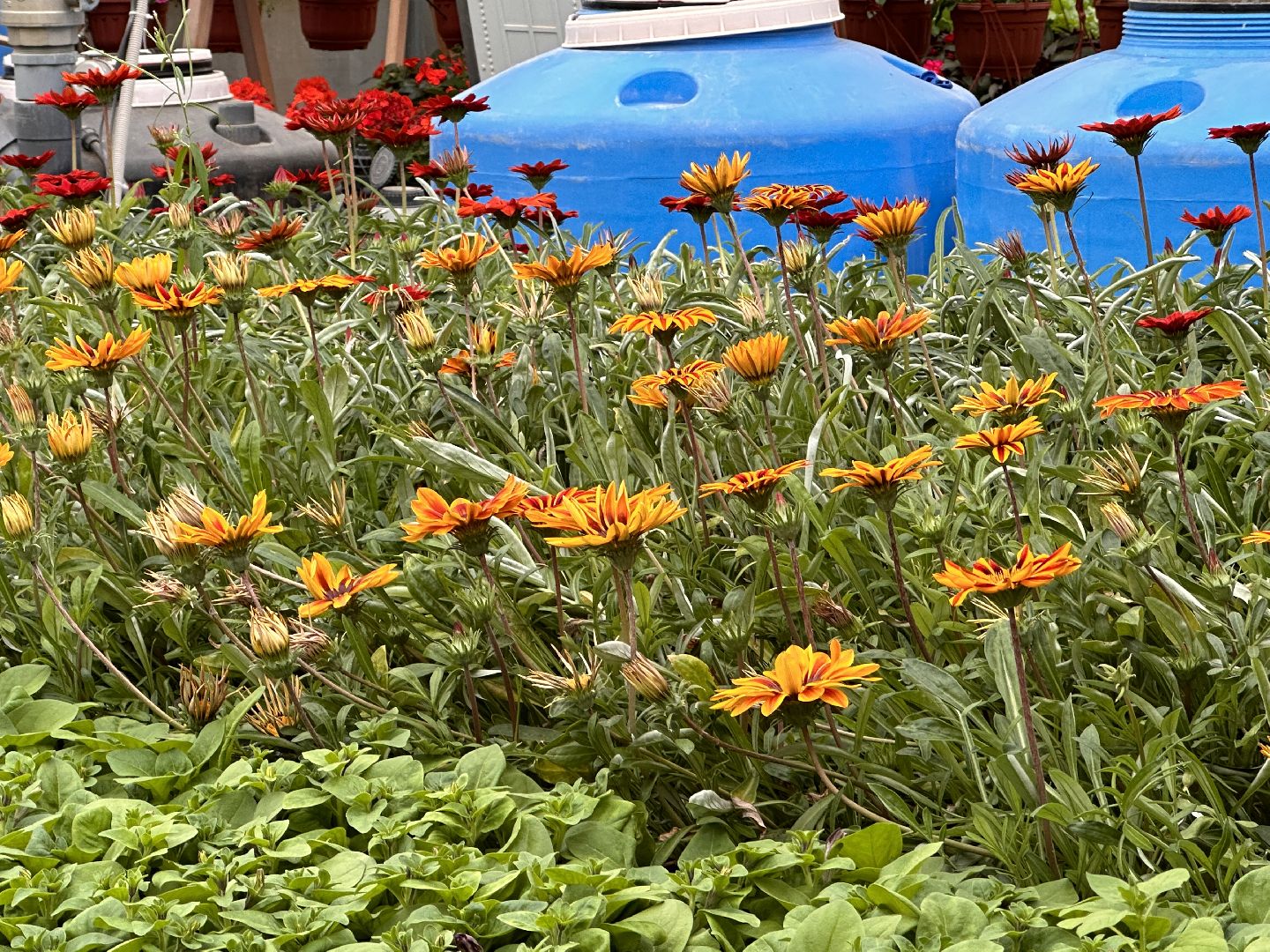 ВНИИСОК, Рассада, Одинцово, Федеральный научный центр овощеводства