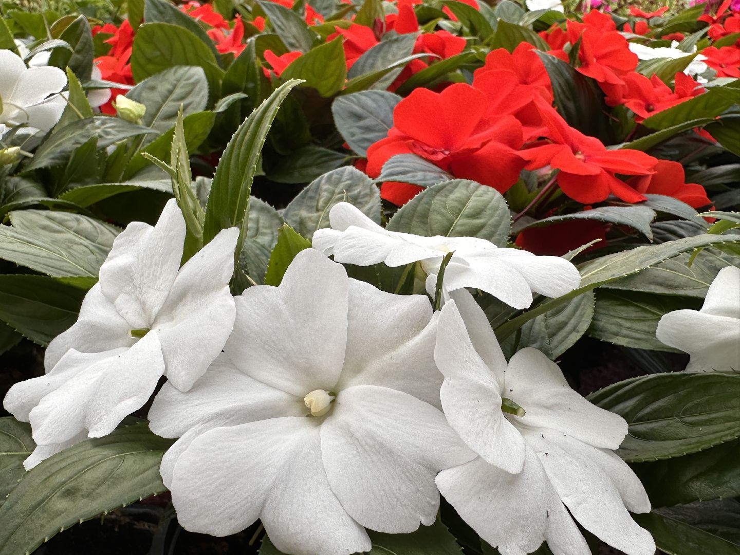 ВНИИСОК, Рассада, Одинцово, Федеральный научный центр овощеводства