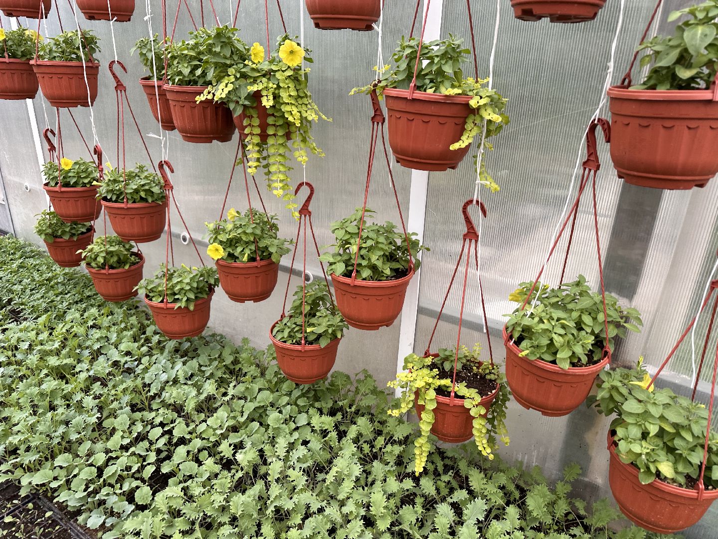 ВНИИСОК, Рассада, Одинцово, Федеральный научный центр овощеводства