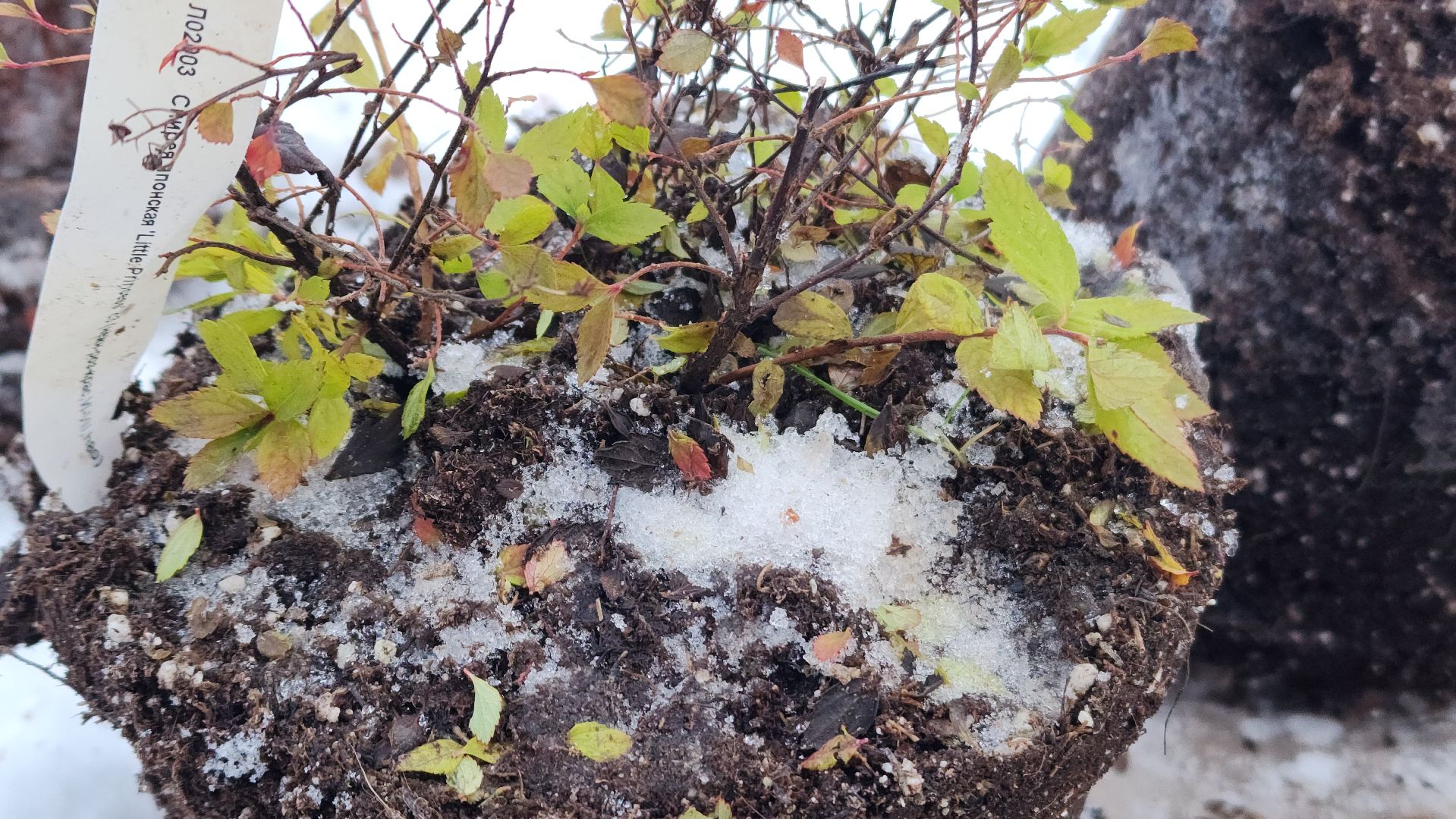 волоколамск, благоустройство, формирование комфортной городской среды, озеленение, вертикалки,