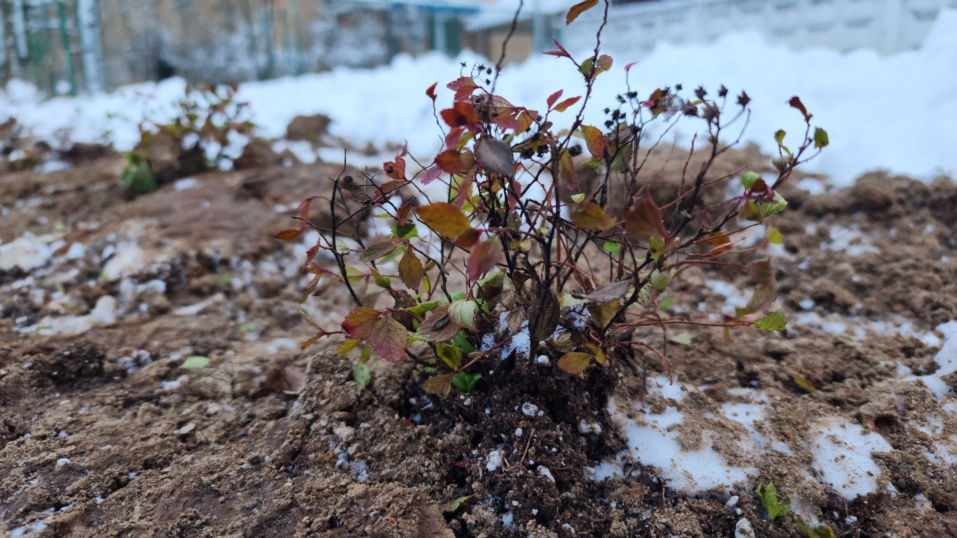волоколамск, благоустройство, формирование комфортной городской среды, озеленение, вертикалки,