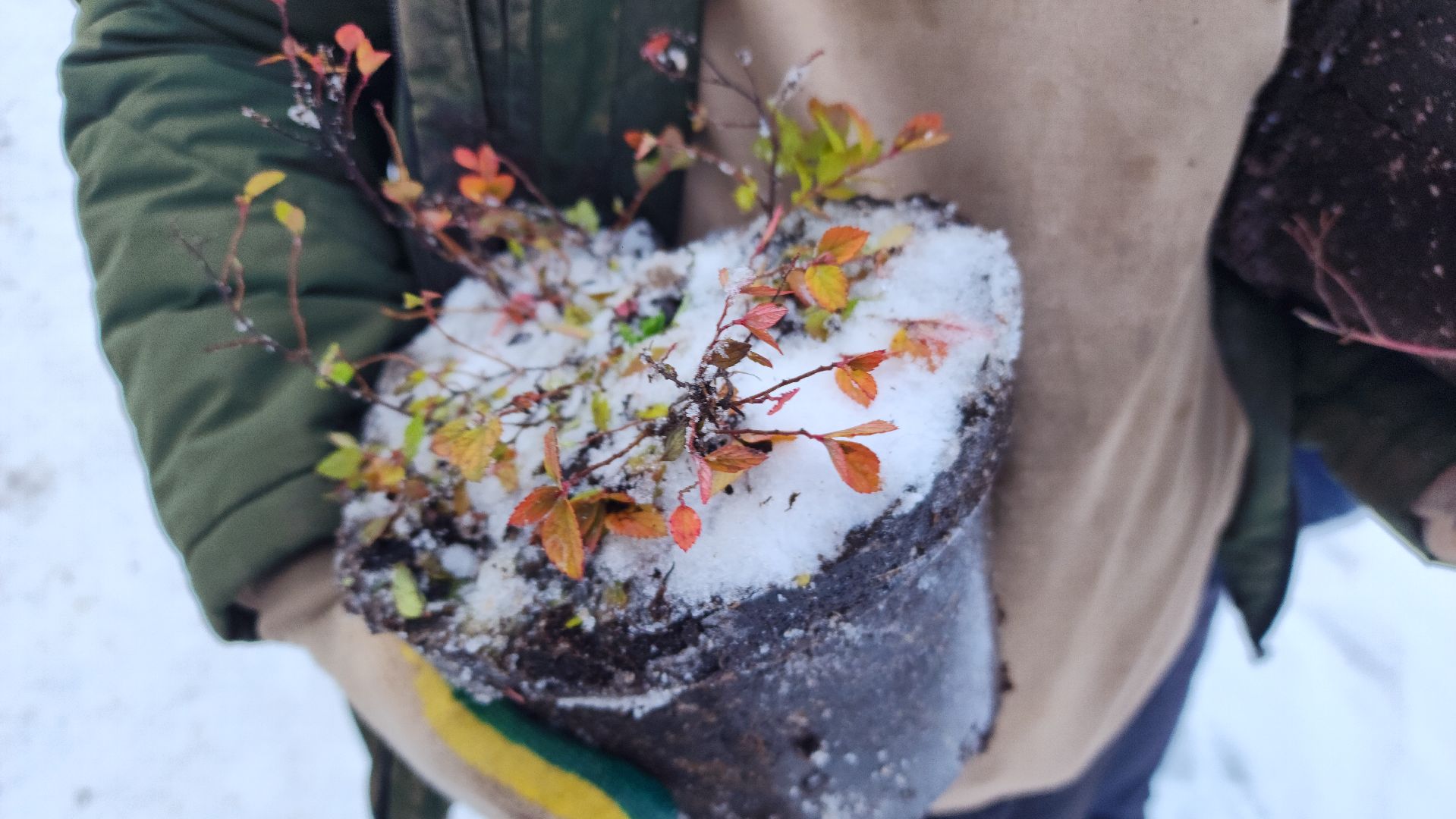 волоколамск, благоустройство, формирование комфортной городской среды, озеленение, вертикалки,