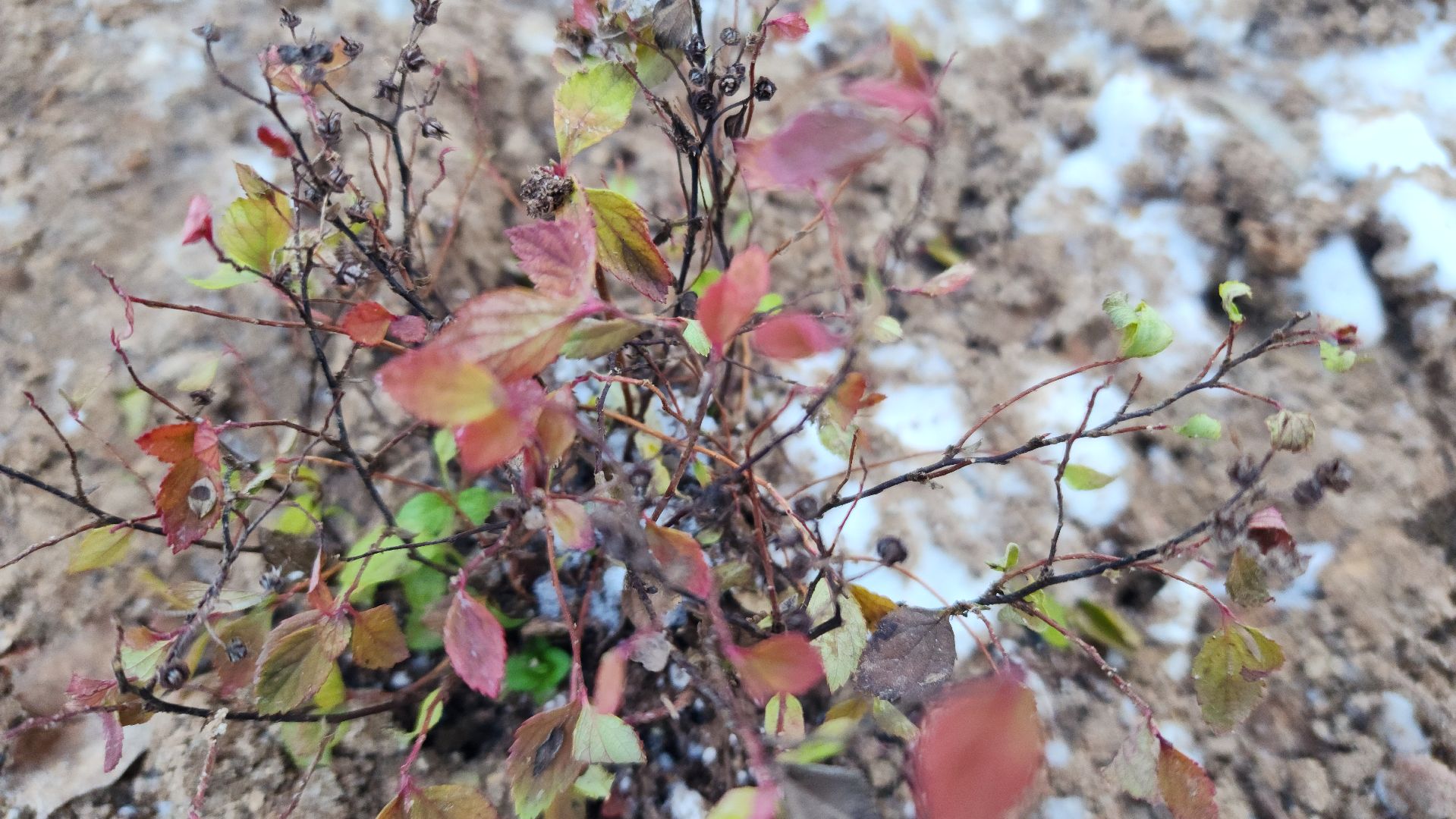 волоколамск, благоустройство, формирование комфортной городской среды, озеленение, вертикалки,