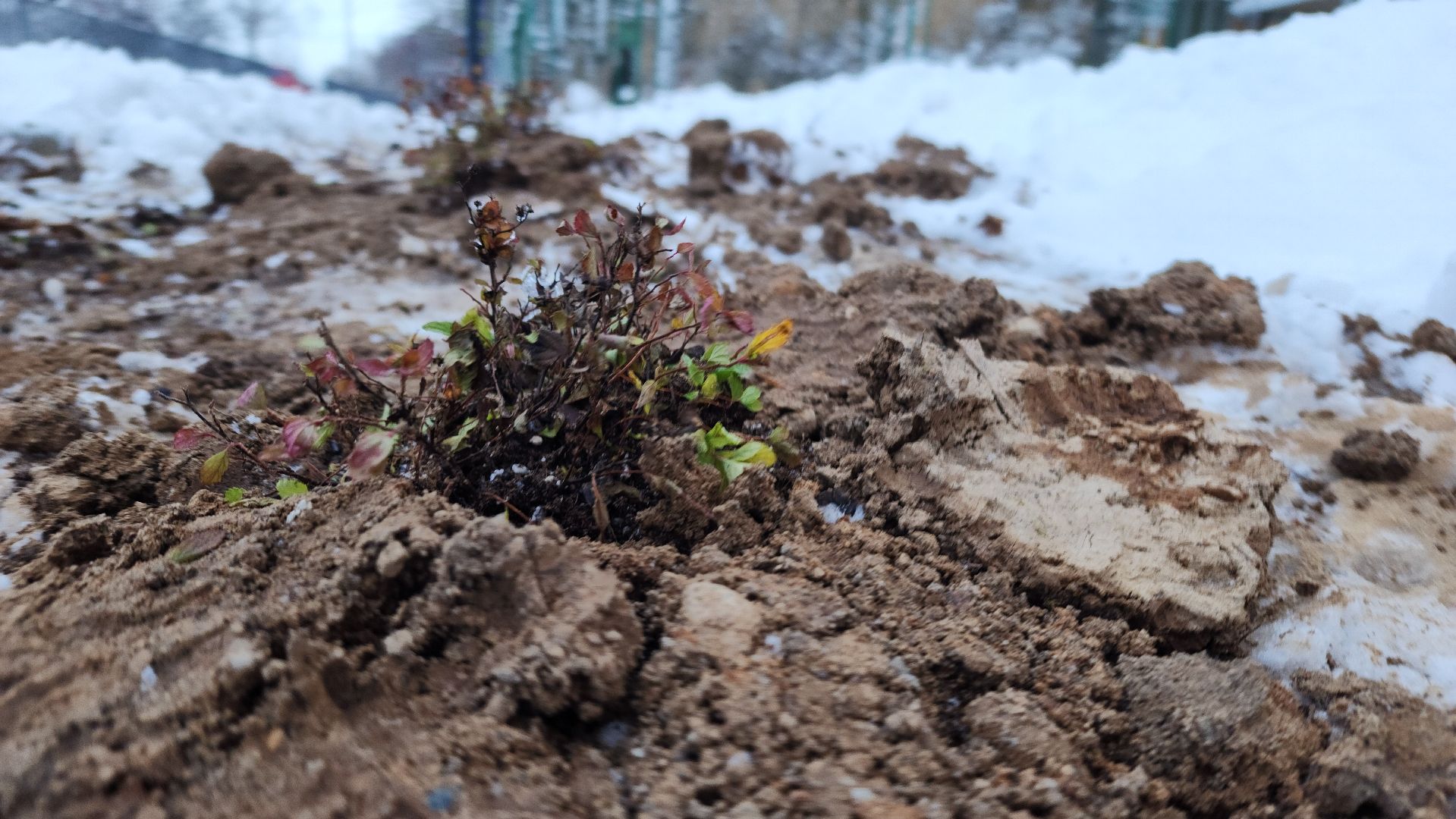 волоколамск, благоустройство, формирование комфортной городской среды, озеленение, вертикалки,