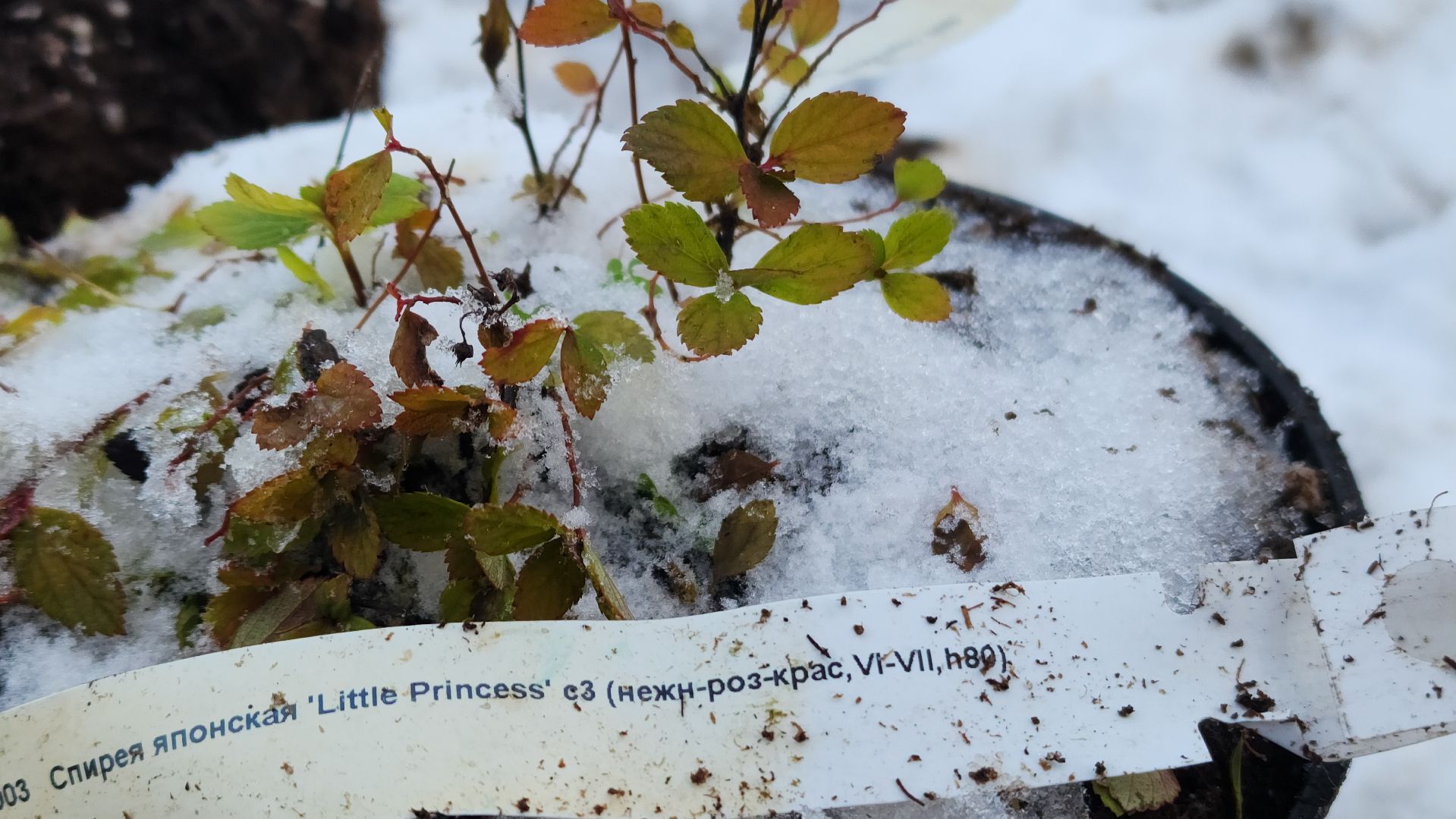 волоколамск, благоустройство, формирование комфортной городской среды, озеленение, вертикалки,