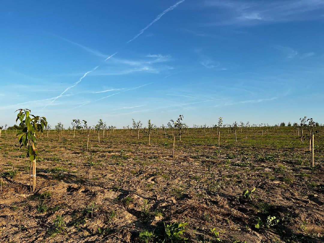 Екатерининский сад, сельское хозяйство, ягодовоство, вишня