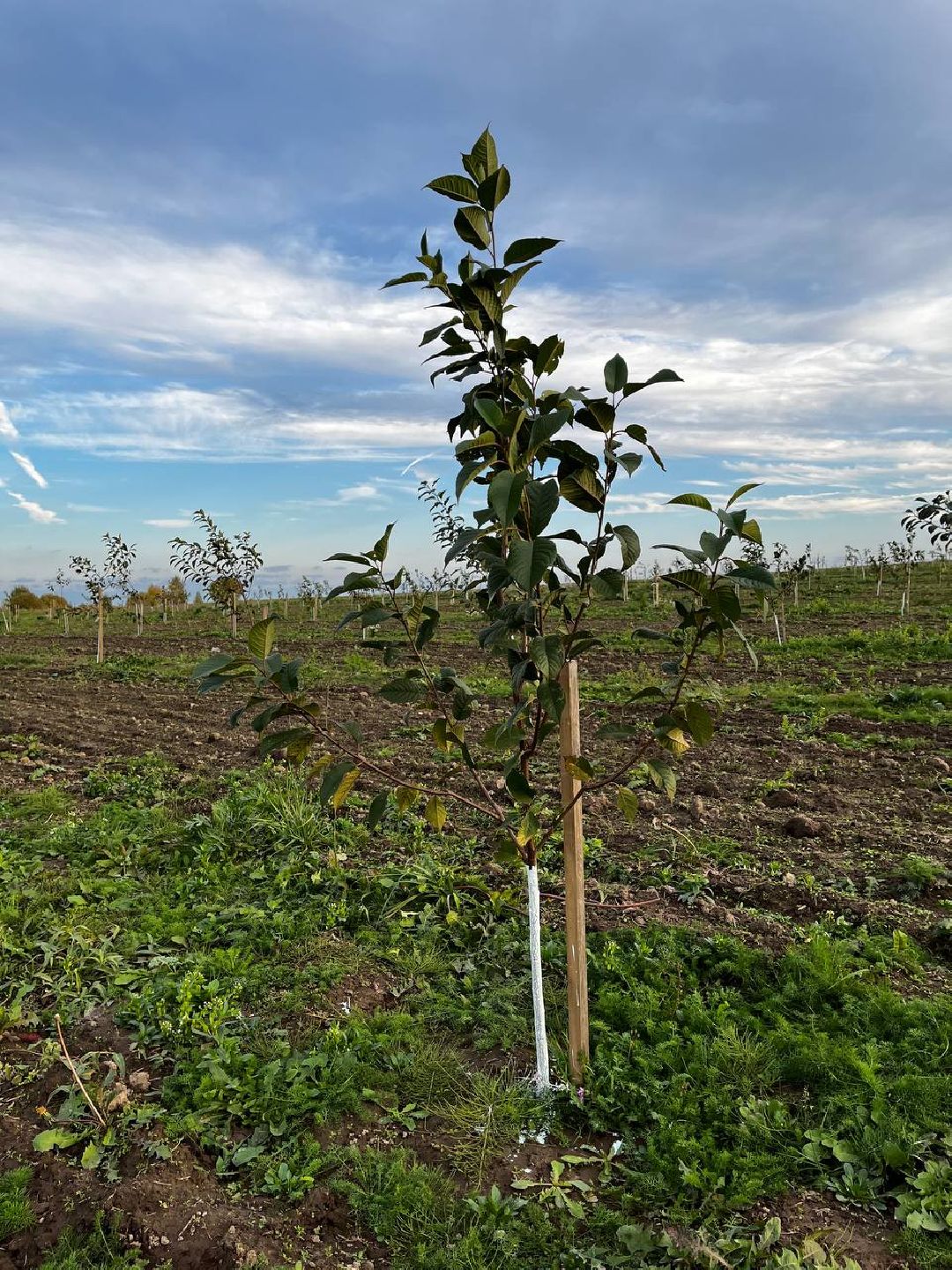Екатерининский сад, сельское хозяйство, ягодовоство, вишня