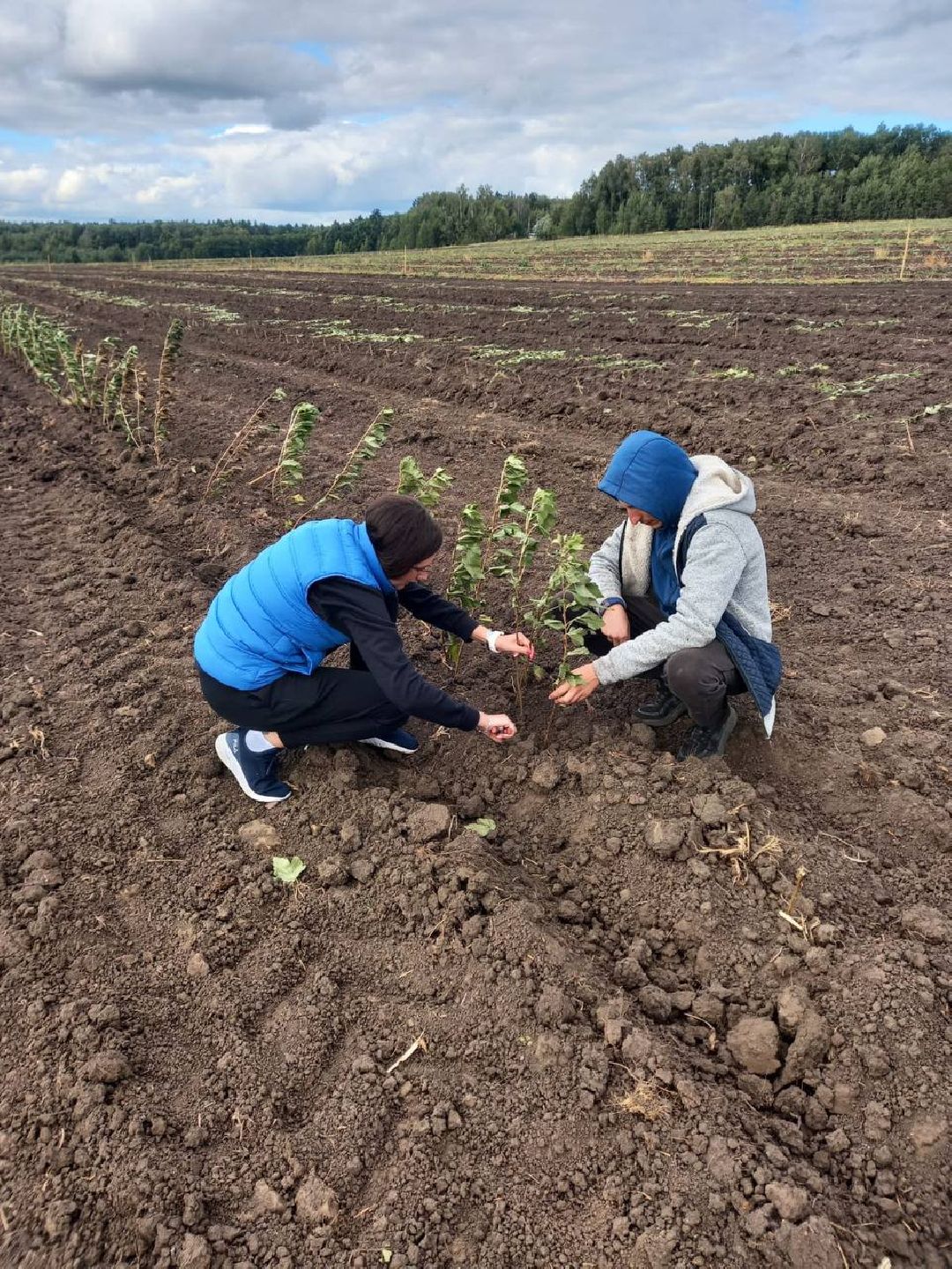 Екатерининский сад, сельское хозяйство, ягодовоство, вишня