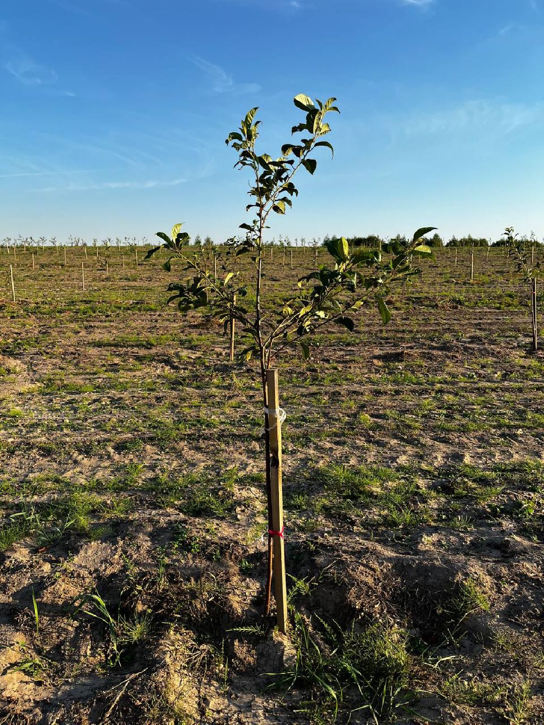 Екатерининский сад, сельское хозяйство, ягодовоство, вишня