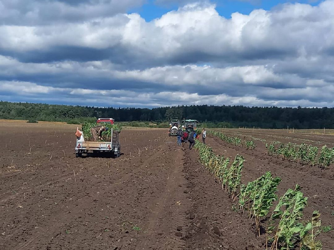Екатерининский сад, сельское хозяйство, ягодовоство, вишня
