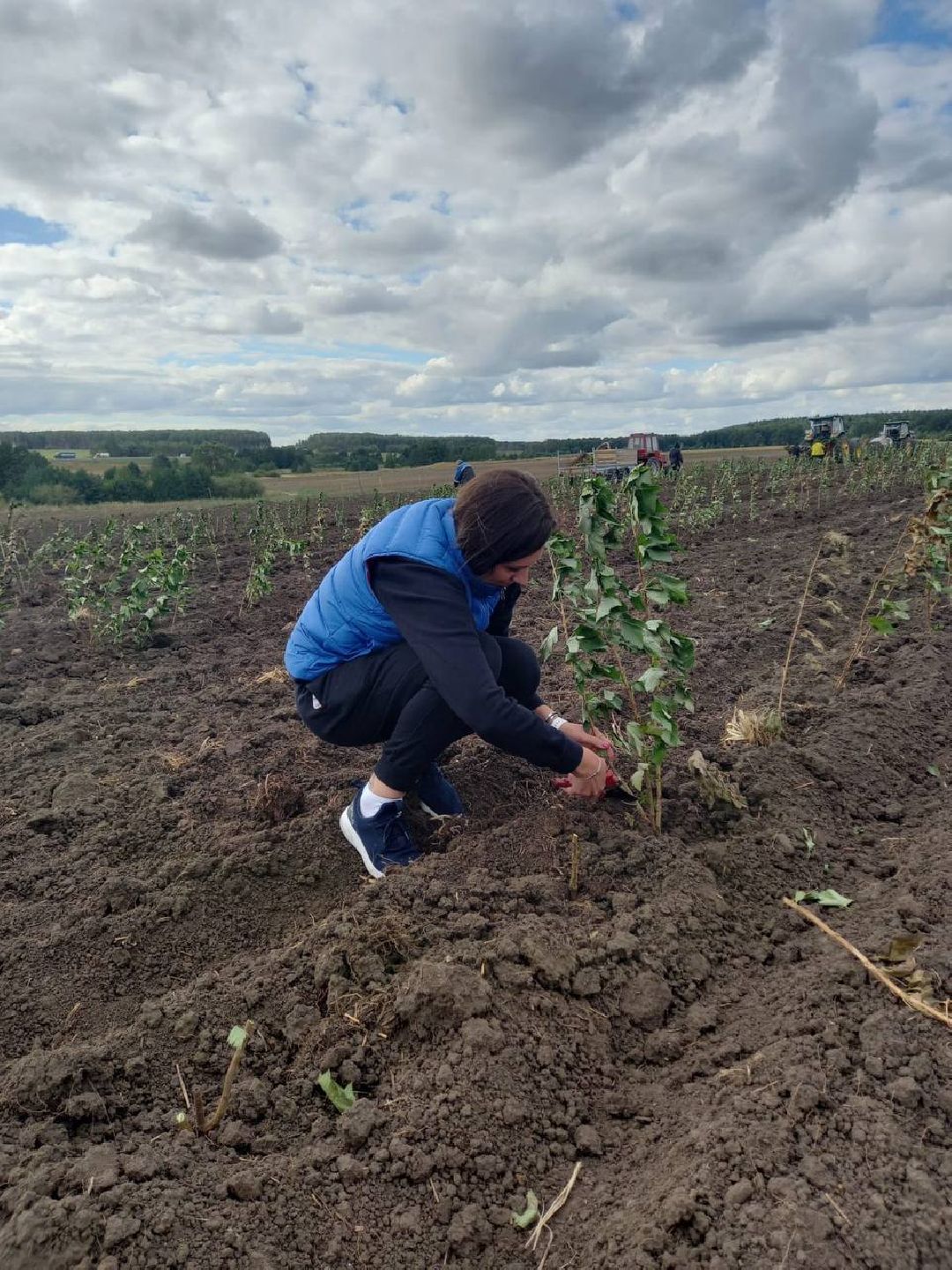 Екатерининский сад, сельское хозяйство, ягодовоство, вишня
