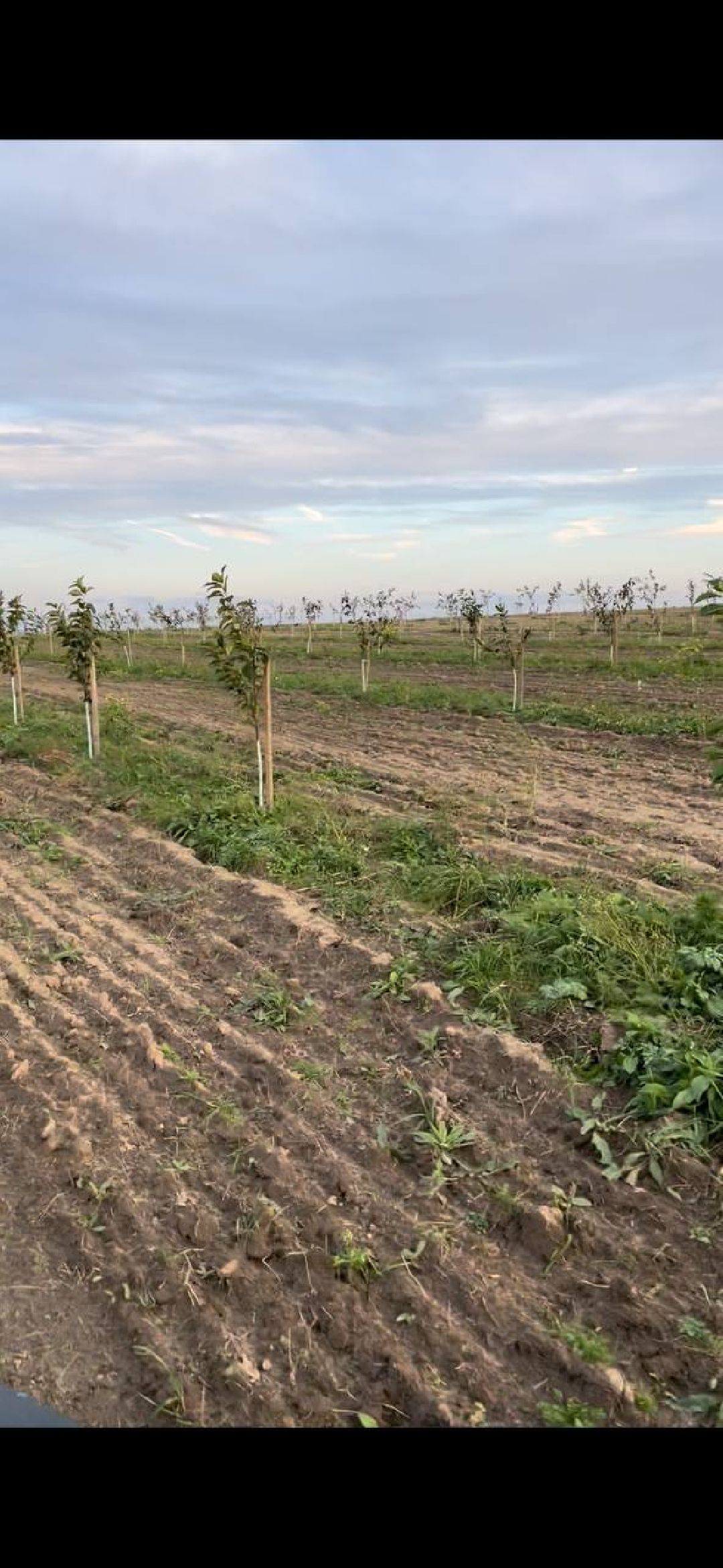 Екатерининский сад, сельское хозяйство, ягодовоство, вишня