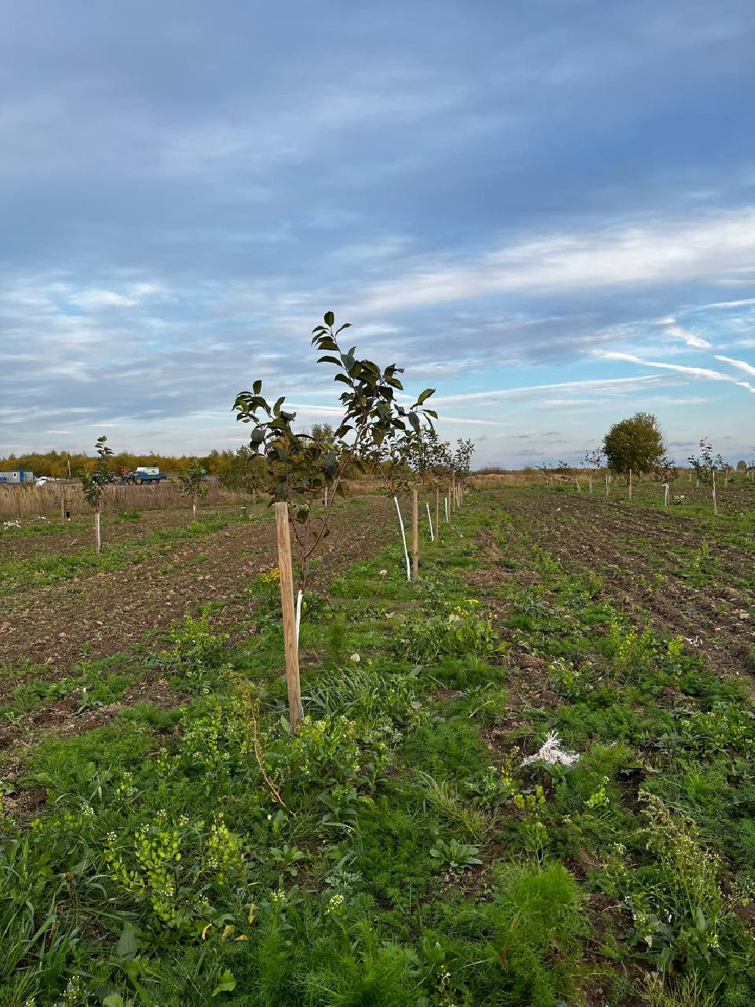 Екатерининский сад, сельское хозяйство, ягодовоство, вишня
